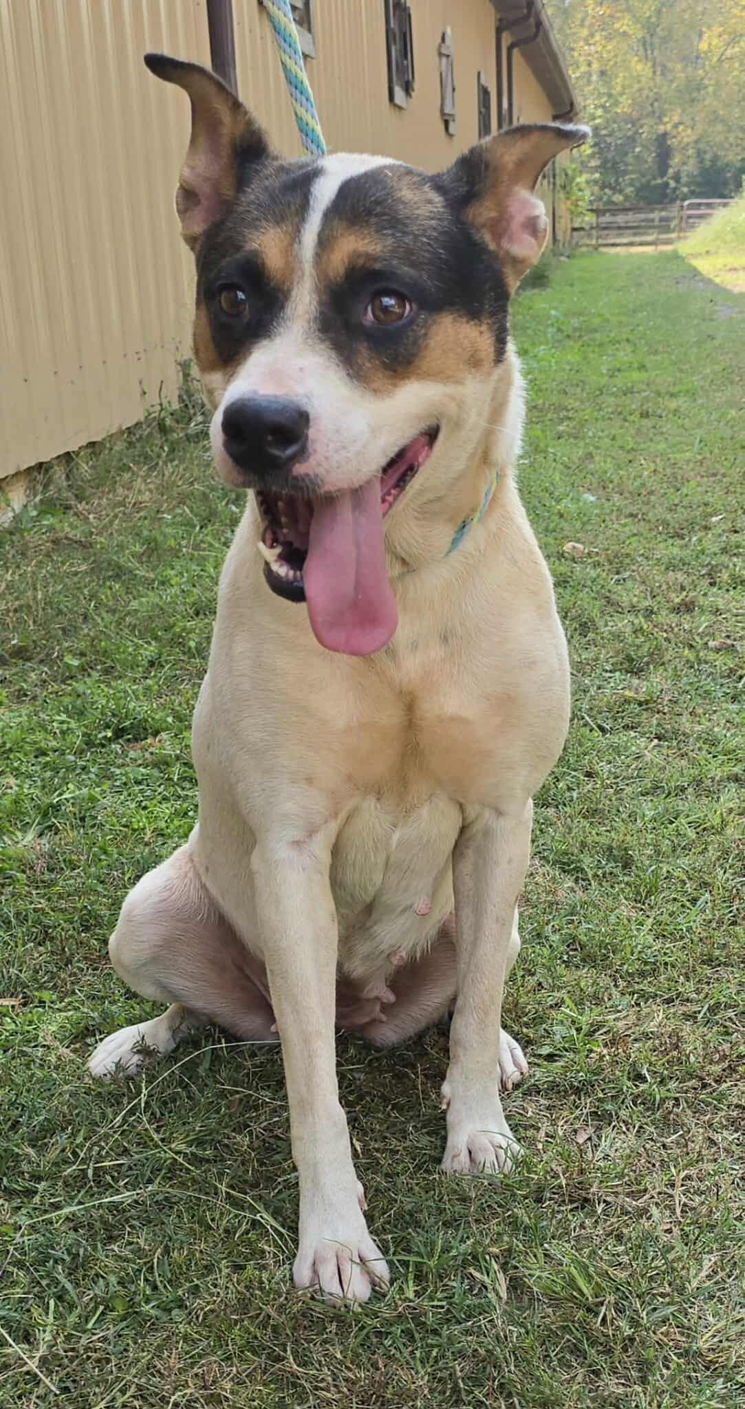 Enlarge Lacy, a Adoptable mixed breed in Newport, TN image 3/6