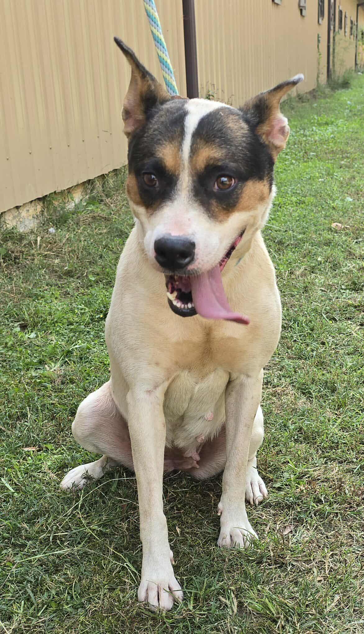 Enlarge Lacy, a Adoptable mixed breed in Newport, TN image 4/6