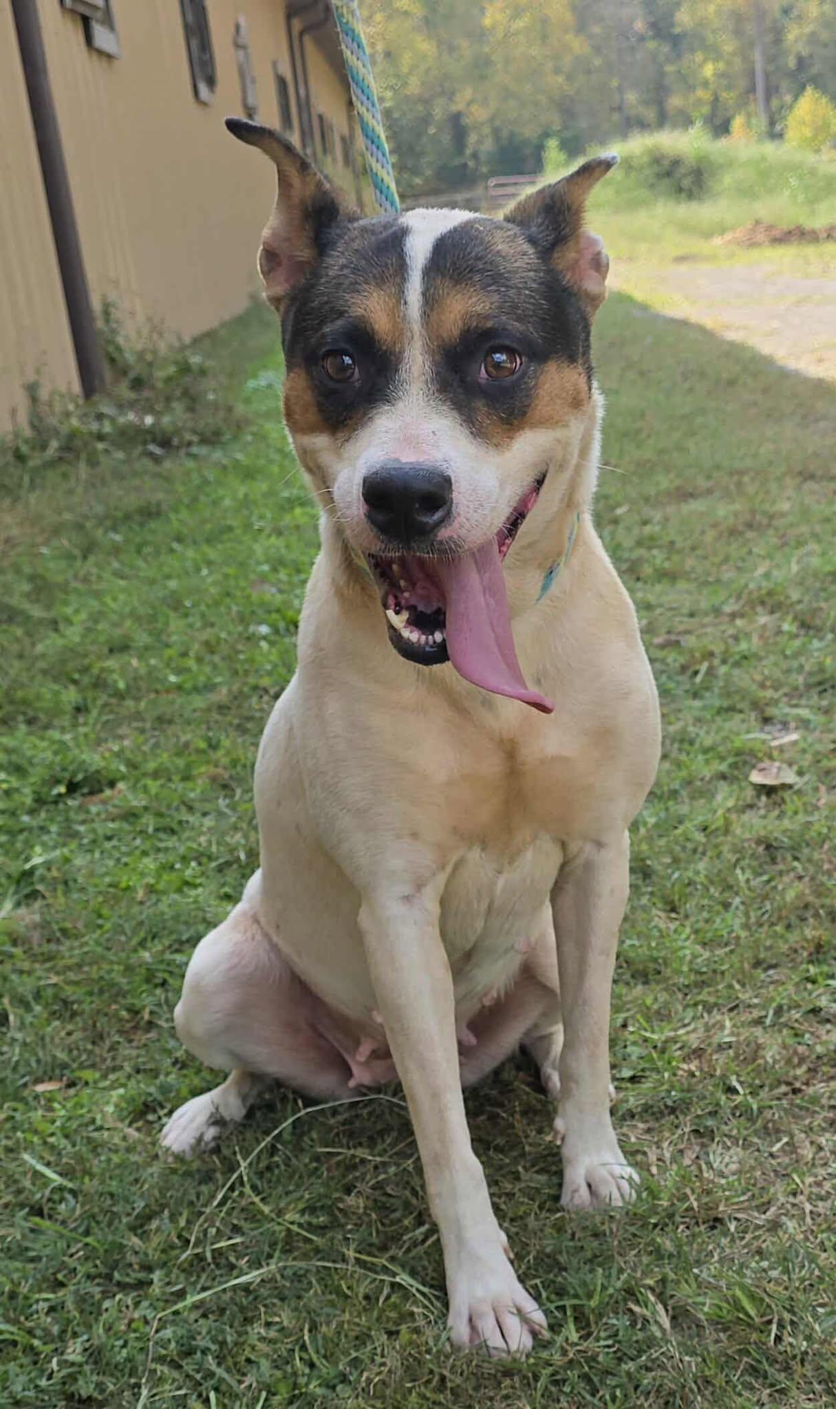 Enlarge Lacy, a Adoptable mixed breed in Newport, TN image 6/6