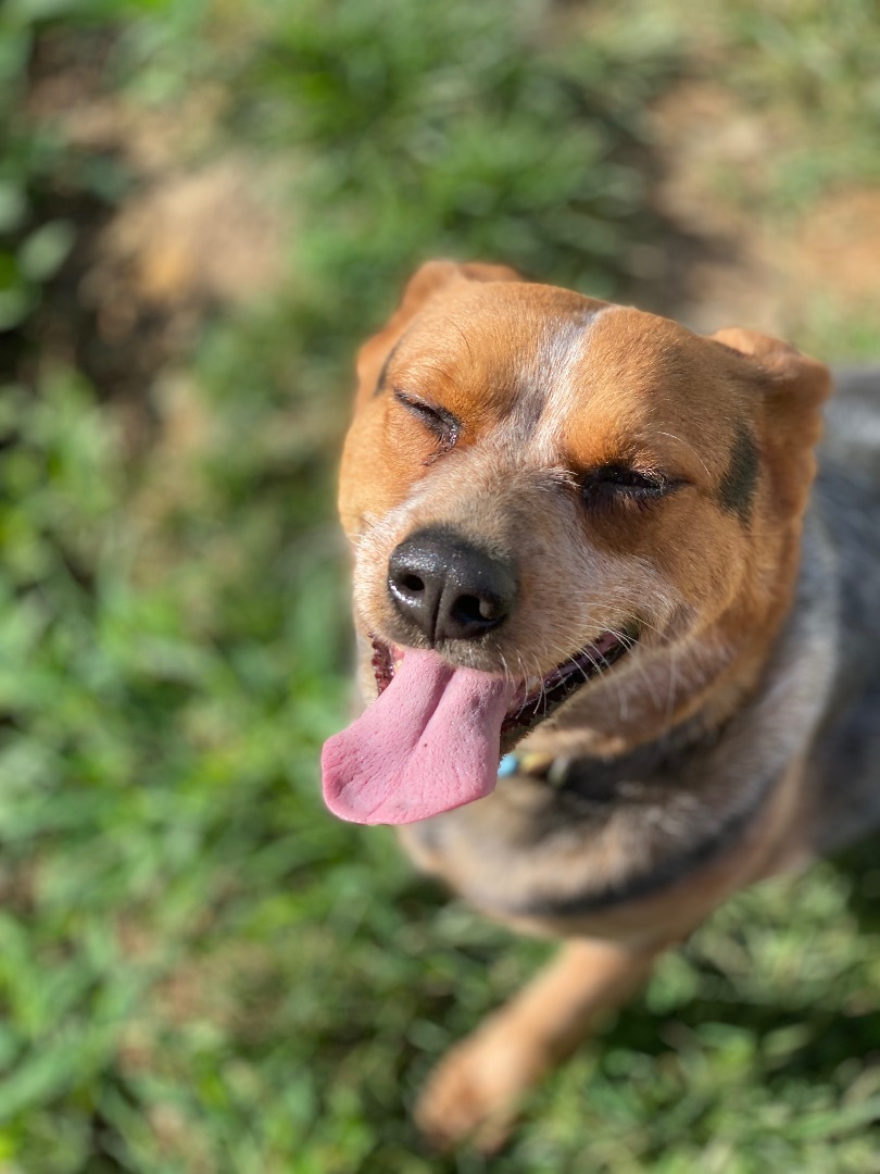 Enlarge Mimi, a Adoptable Australian Cattle Dog / Blue Heeler in Annandale, VA image 1/2
