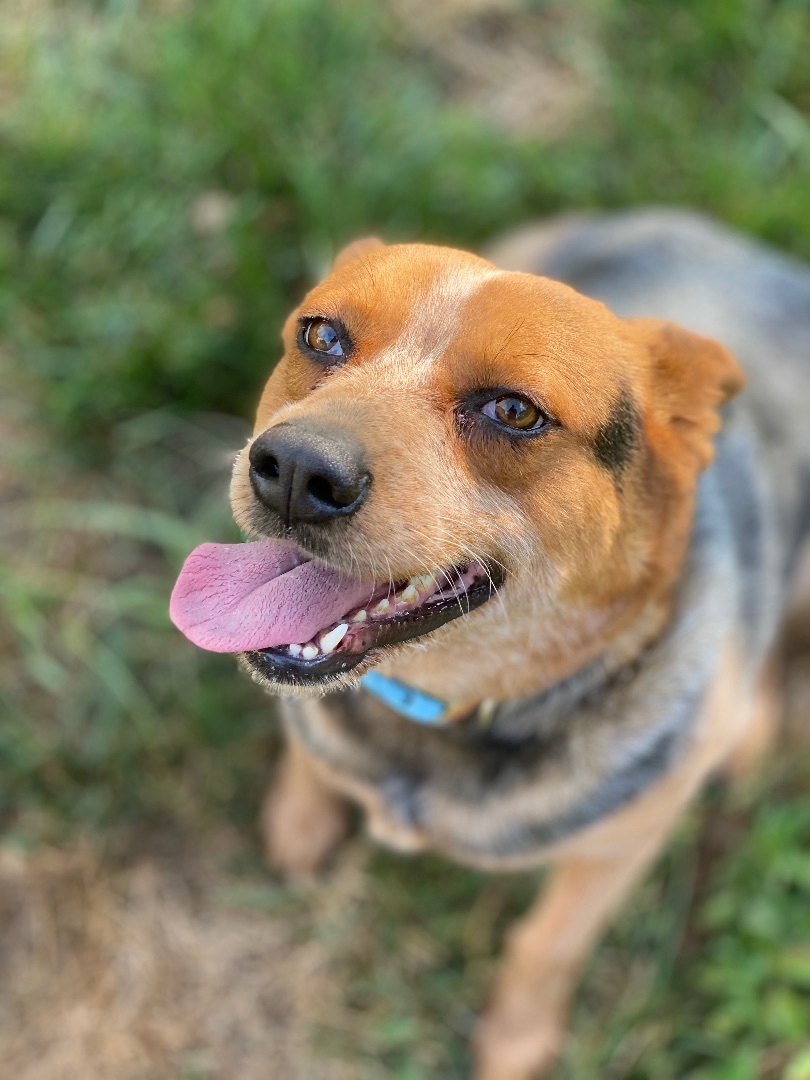 Enlarge Mimi, a Adoptable Australian Cattle Dog / Blue Heeler in Annandale, VA image 2/2