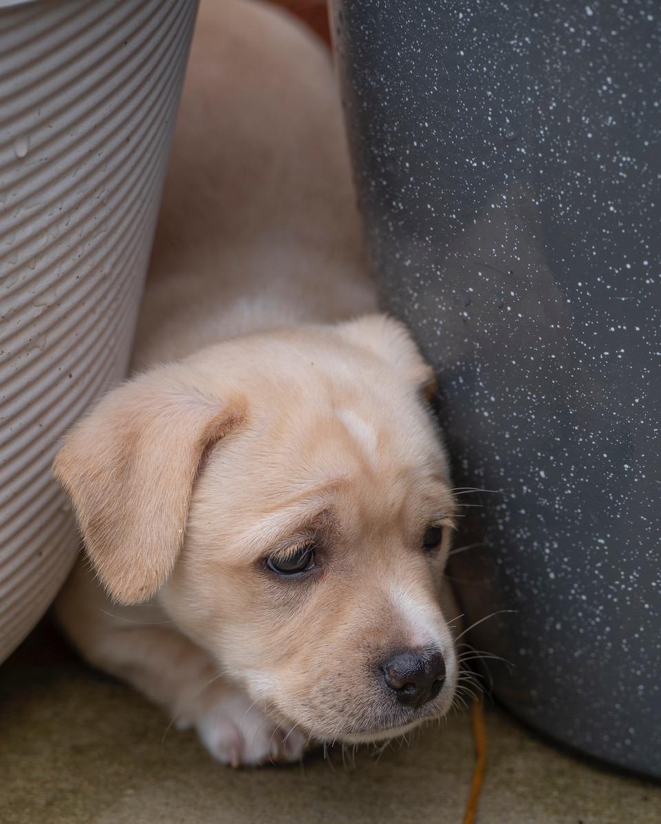 Olaf, a Adoptable mixed breed in Winston-Salem, NC image 4/6
