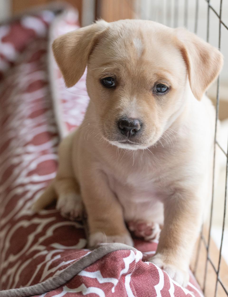 Olaf, a Adoptable mixed breed in Winston-Salem, NC image 2/6