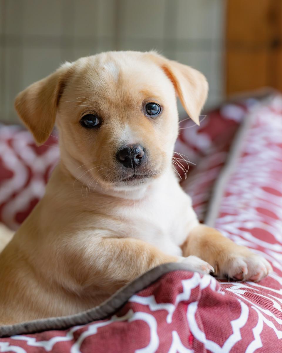 Olaf, Adoptable, Puppy Male Chihuahua & Dachshund.