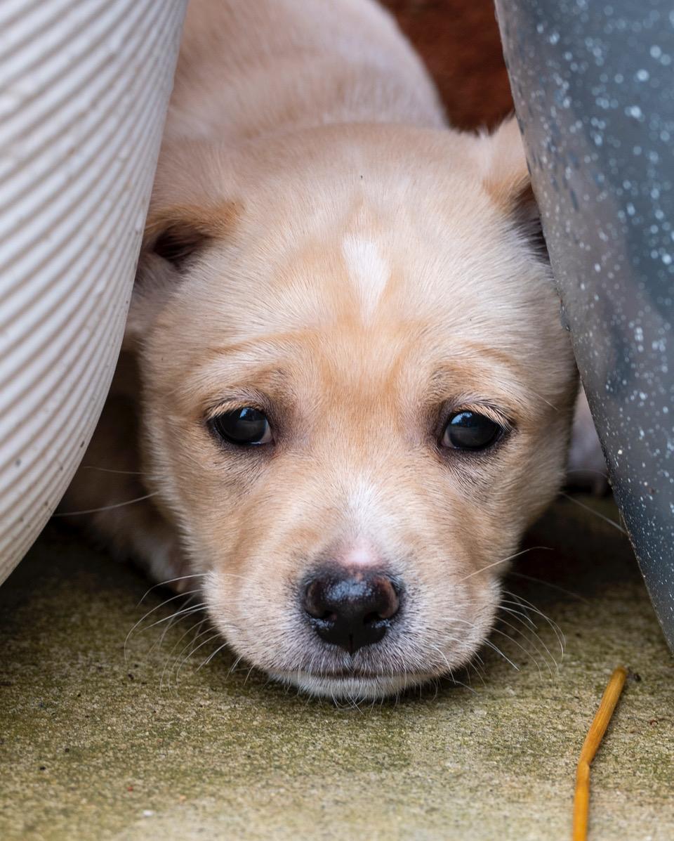 Olaf, a Adoptable mixed breed in Winston-Salem, NC image 5/6