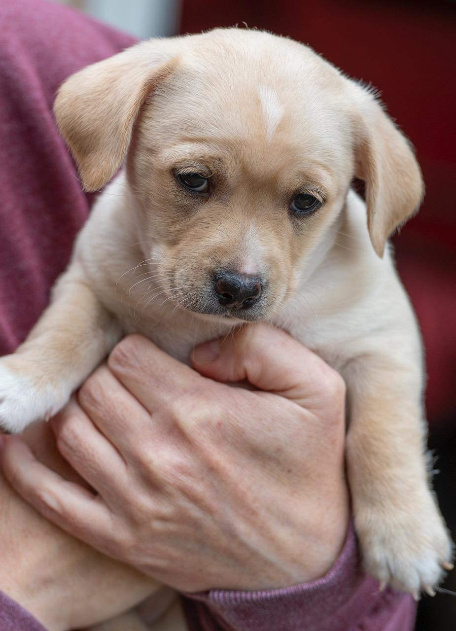 Olaf, a Adoptable mixed breed in Winston-Salem, NC image 3/6