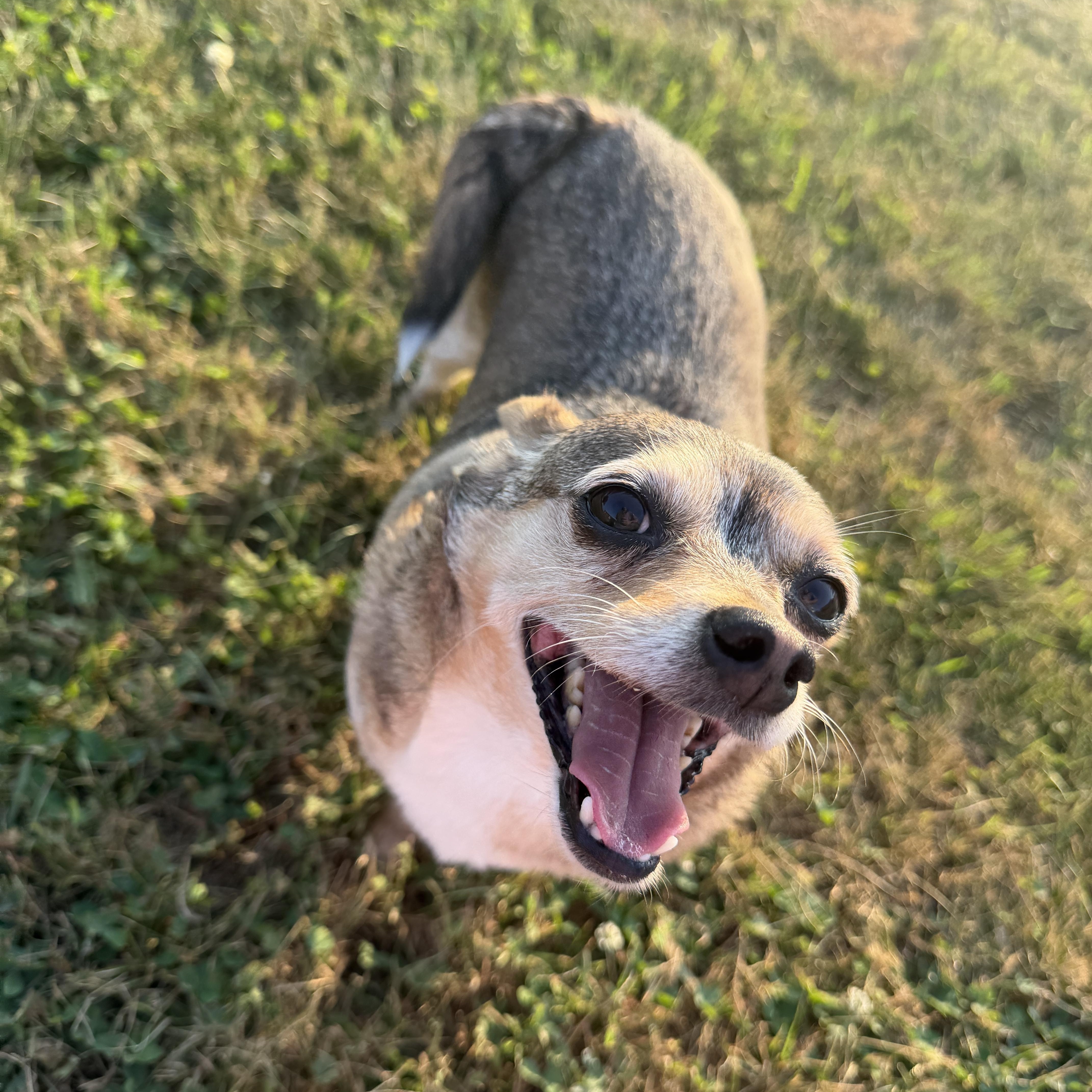 Buddy, Adoptable, Adult Male Chihuahua.