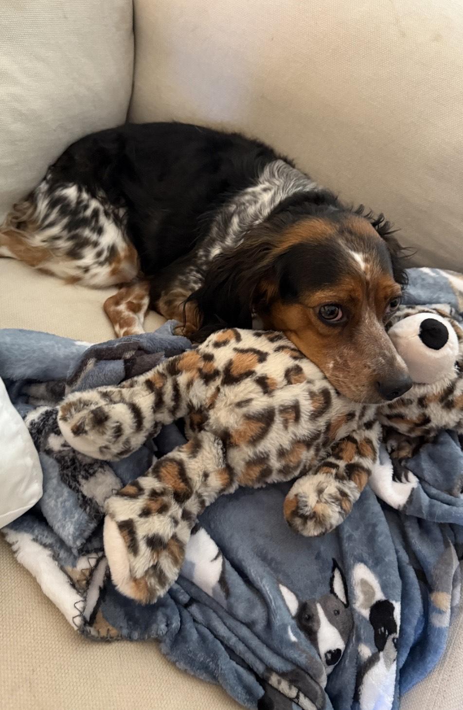 Enlarge Layla, a ADOPTABLE Brittany Spaniel in Marion, MA image 3/3