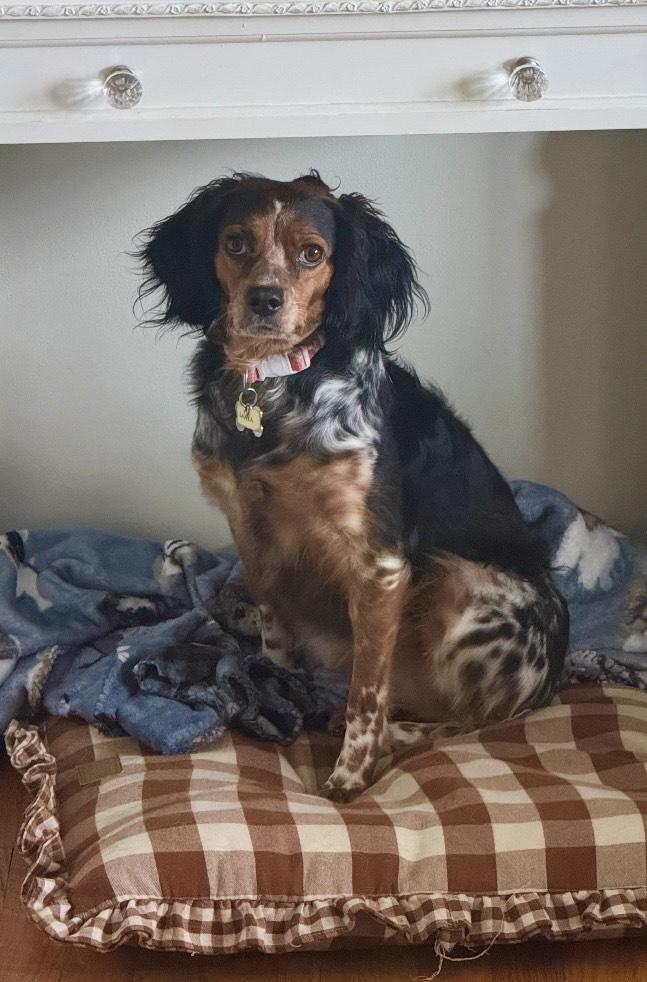 Enlarge Layla, a ADOPTABLE Brittany Spaniel in Marion, MA image 2/3