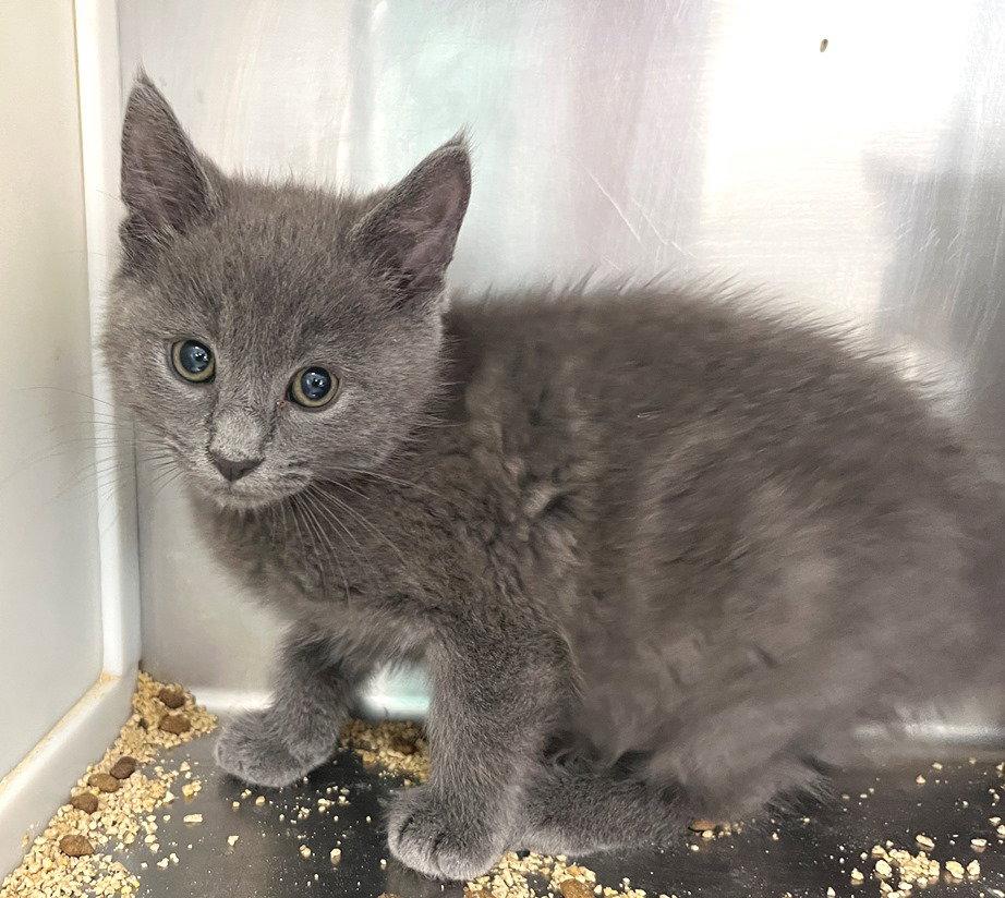 Baltic, Adoptable, Young Male Domestic Short Hair.