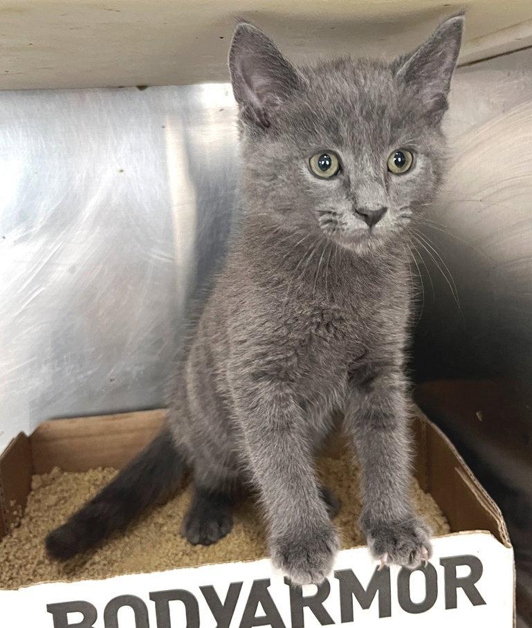 Baltic, a Adoptable Domestic Short Hair in Carrollton, GA image 2/3