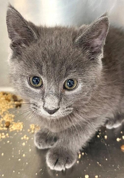 Baltic, a Adoptable Domestic Short Hair in Carrollton, GA image 3/3