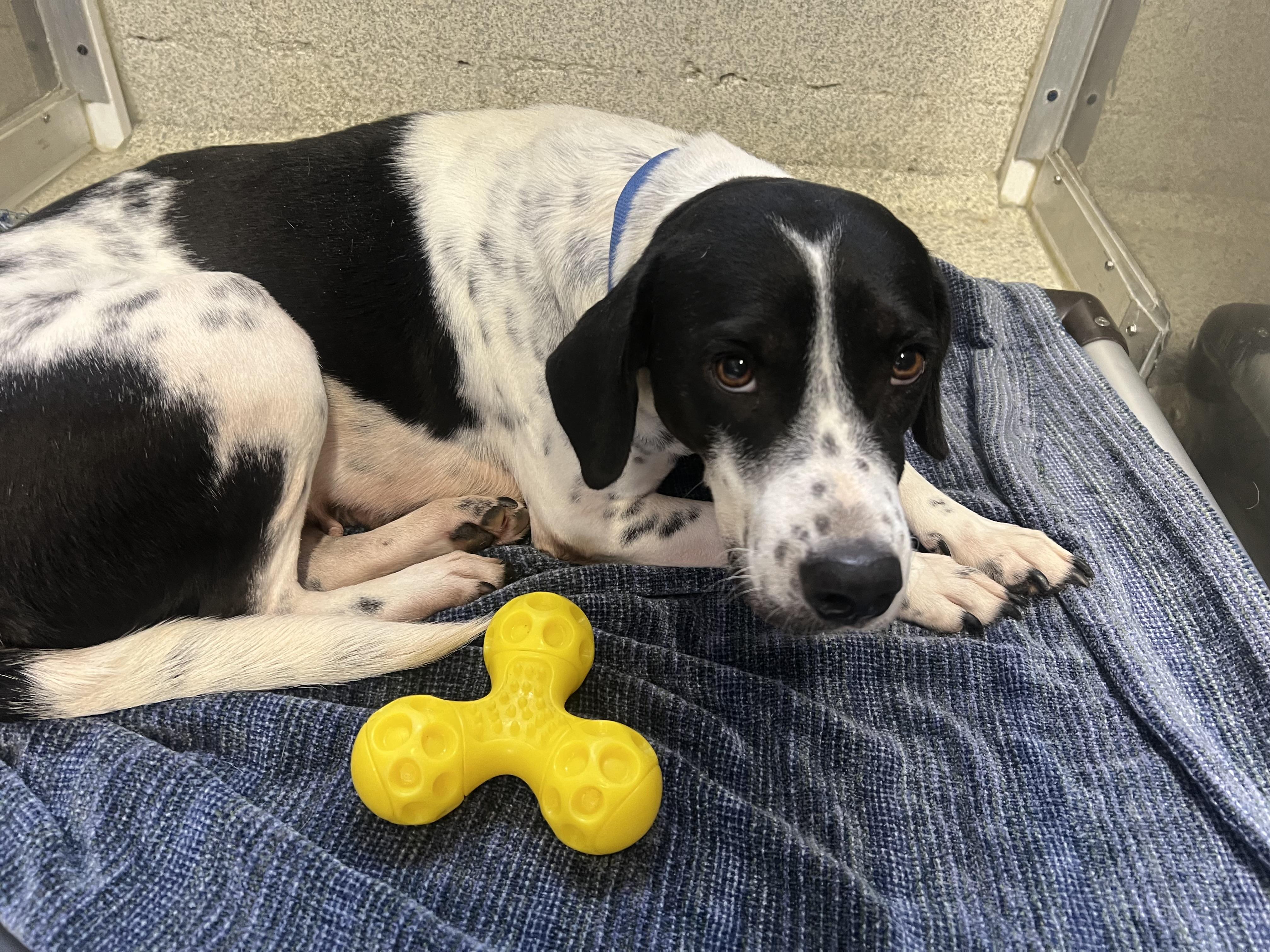 Magnolia, ADOPTABLE, Adult Female Labrador Retriever & Hound.