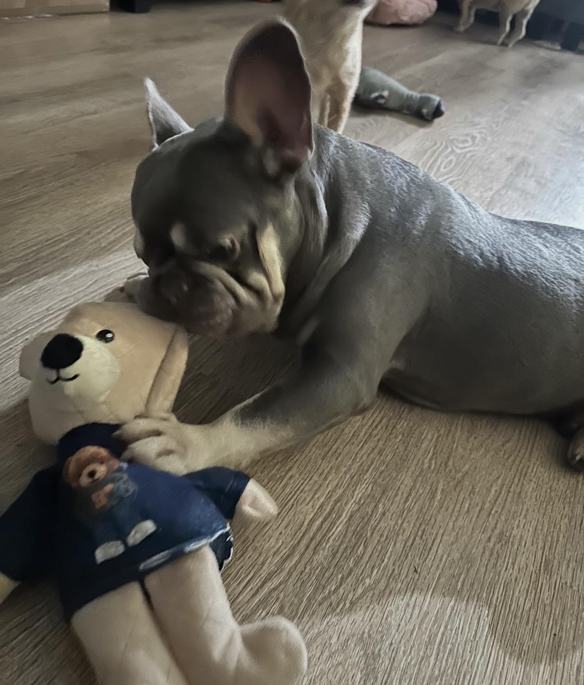 Enlarge Marshall , a ADOPTABLE French Bulldog in Boca Raton, FL image 2/2