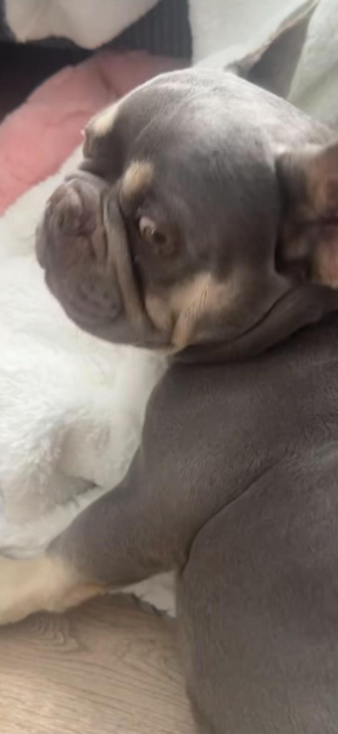 Marshall , ADOPTABLE, Young Male French Bulldog.