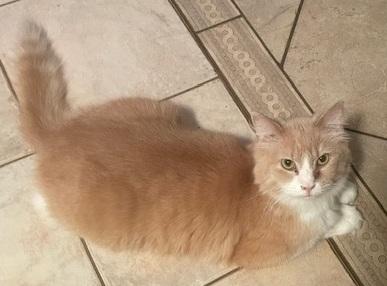 Aslin, adopted, Young Male Domestic Medium Hair.