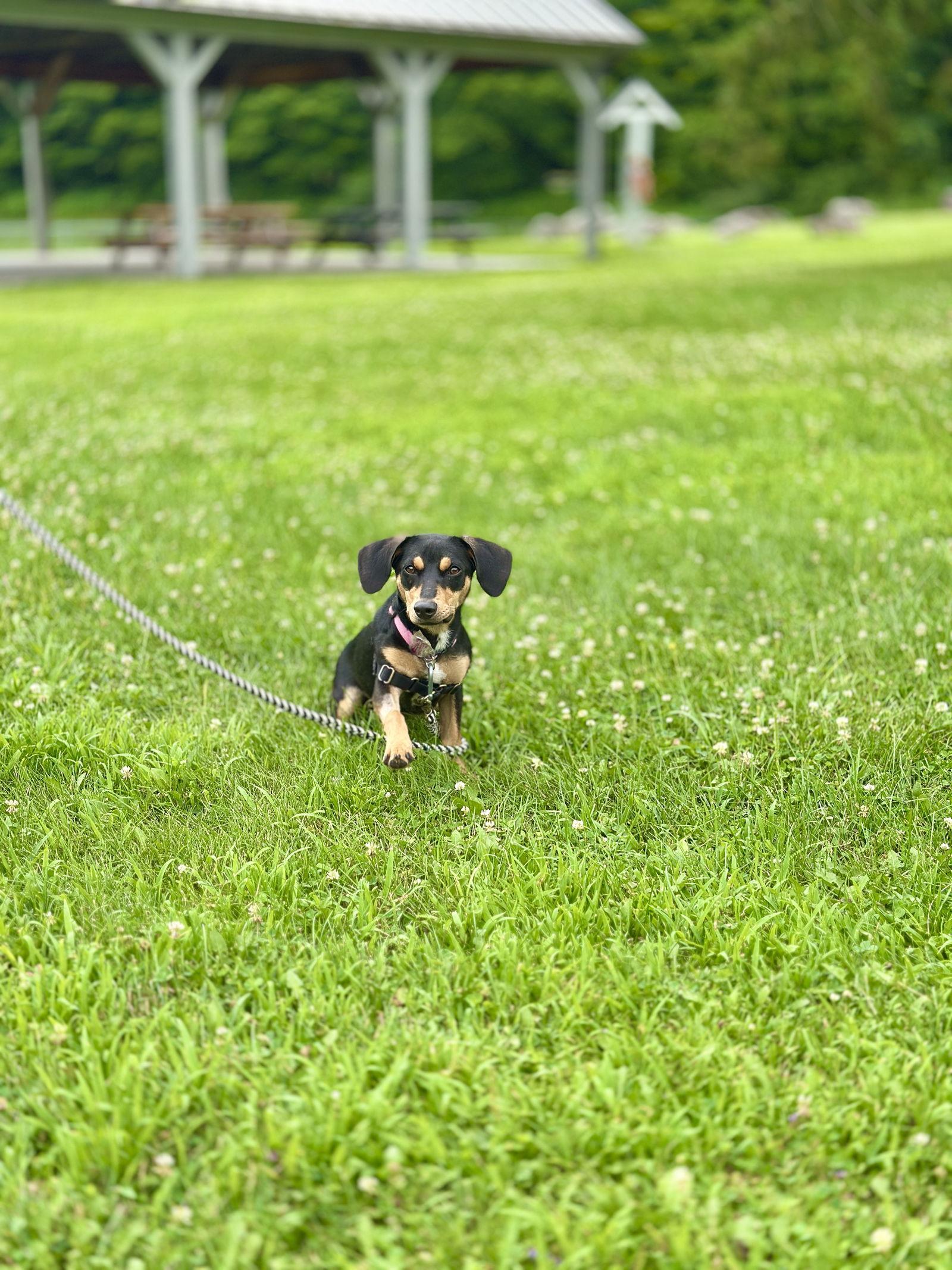 Enlarge Willow, a Adopted mixed breed in West Cornwall, CT image 1/3