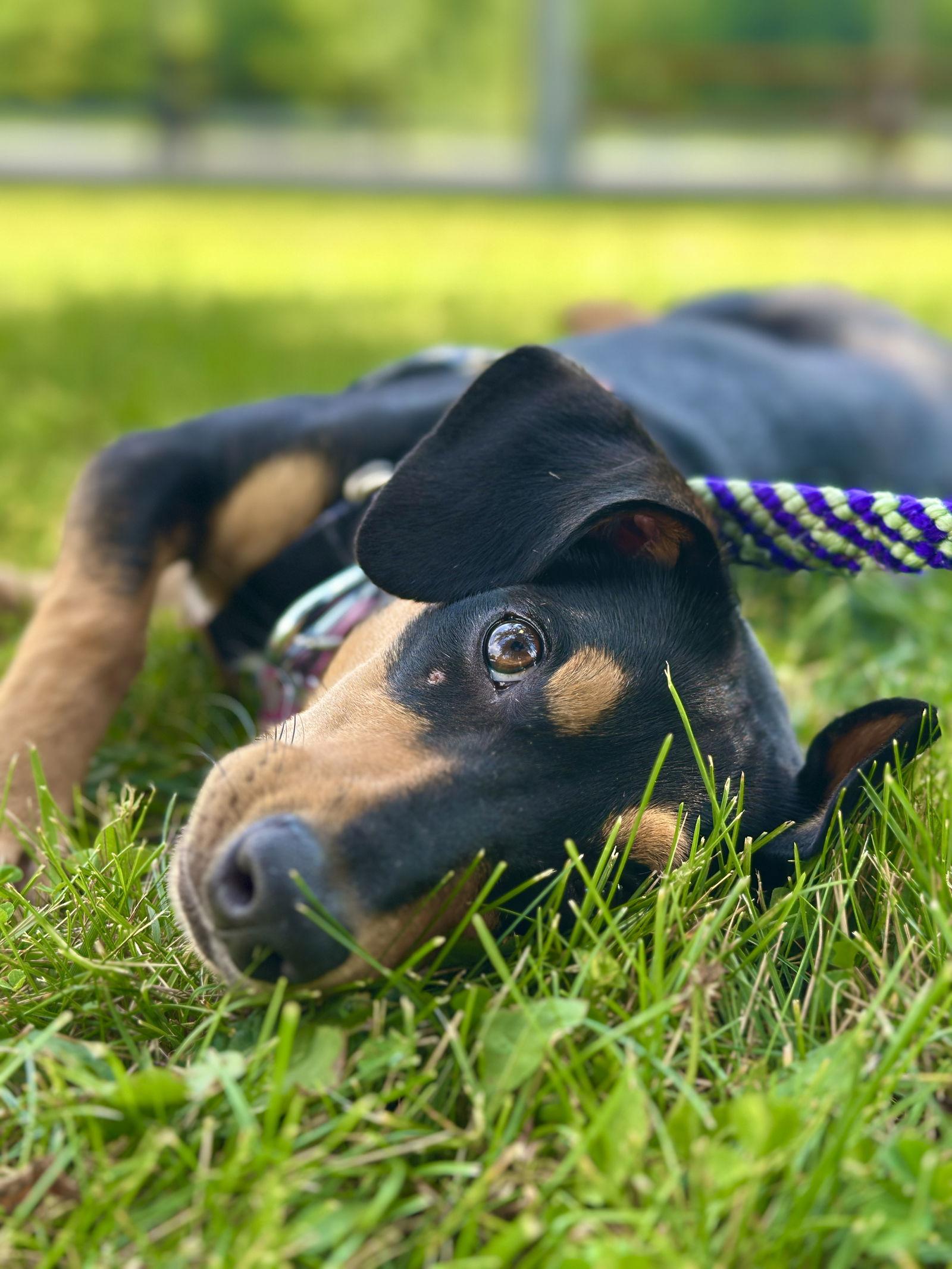 Enlarge Willow, a Adopted mixed breed in West Cornwall, CT image 2/3