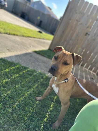 Calla (Underdog), a Adoptable mixed breed in New Orleans, LA image 1/2