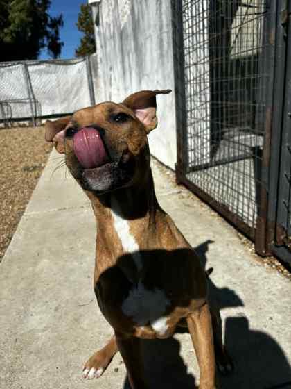 Calla (Underdog), a Adoptable mixed breed in New Orleans, LA image 2/2