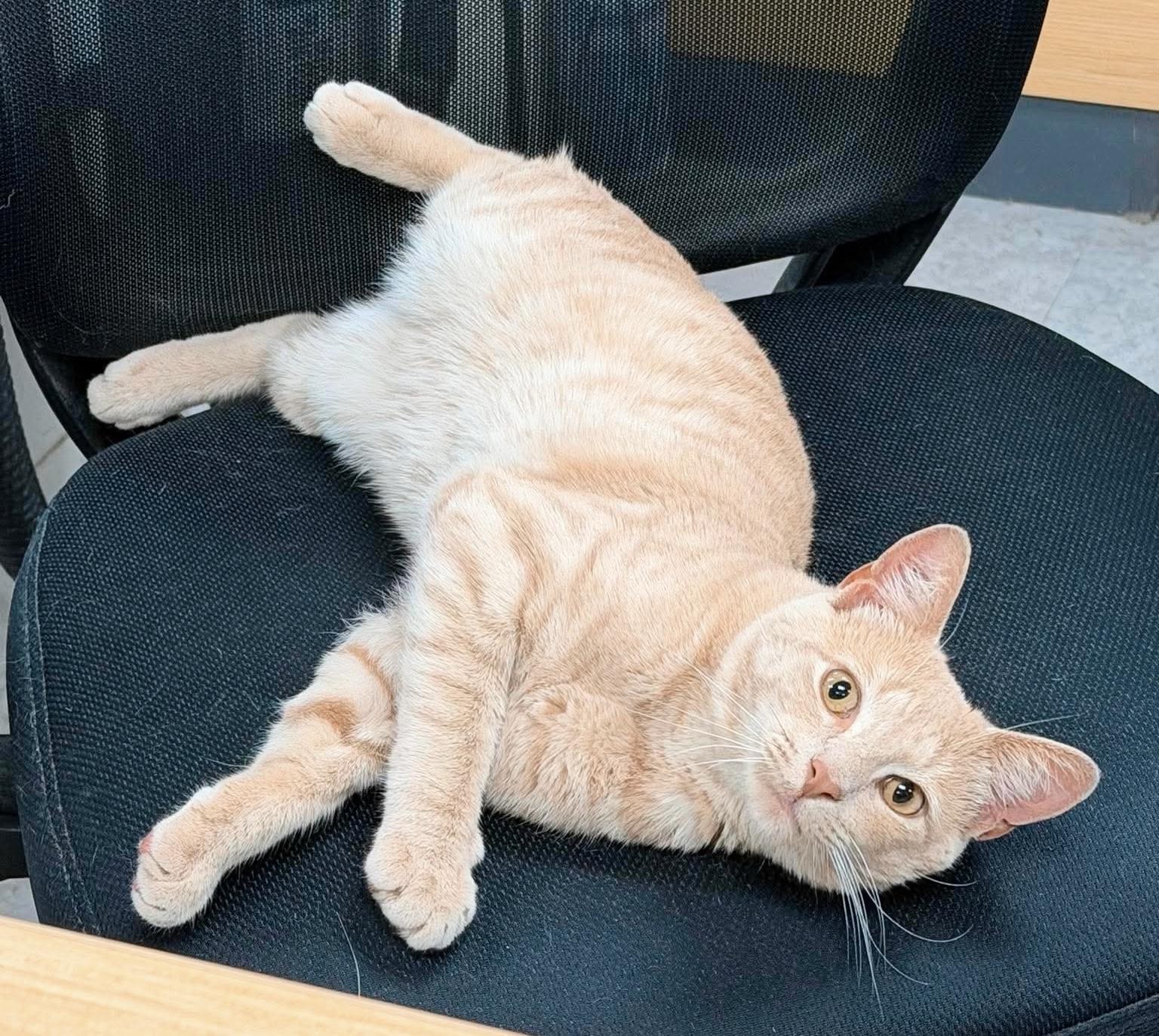Couch Potato, an adopted Tabby in Philadelphia, PA image 3/5