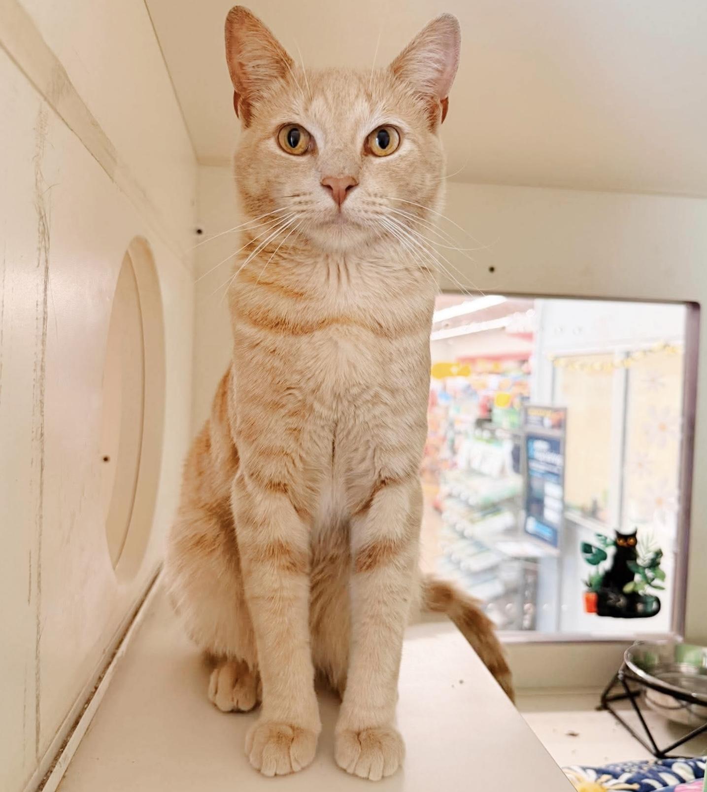 Couch Potato, an adopted Tabby in Philadelphia, PA image 2/5