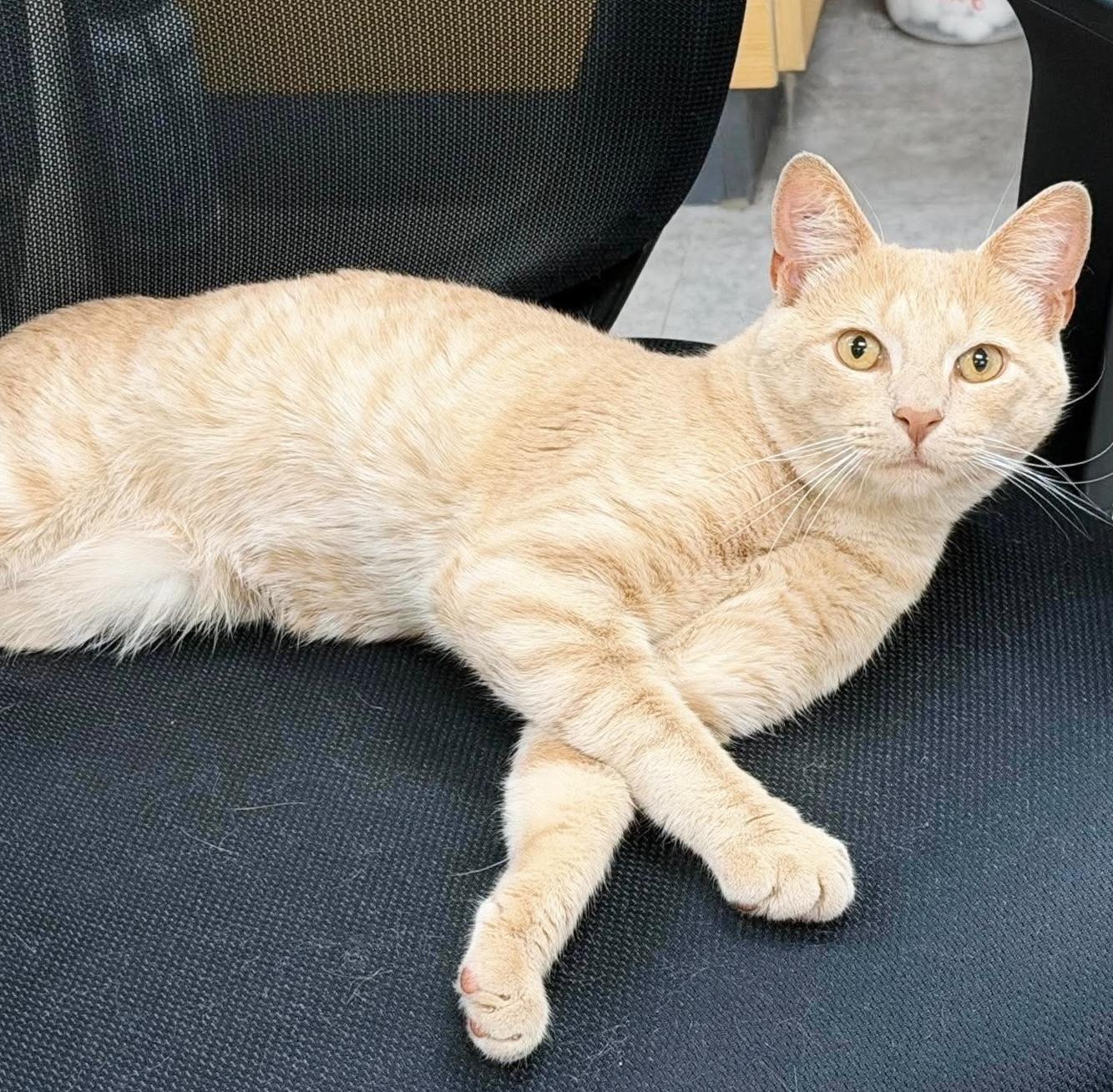 Couch Potato, an adopted Tabby in Philadelphia, PA image 1/5