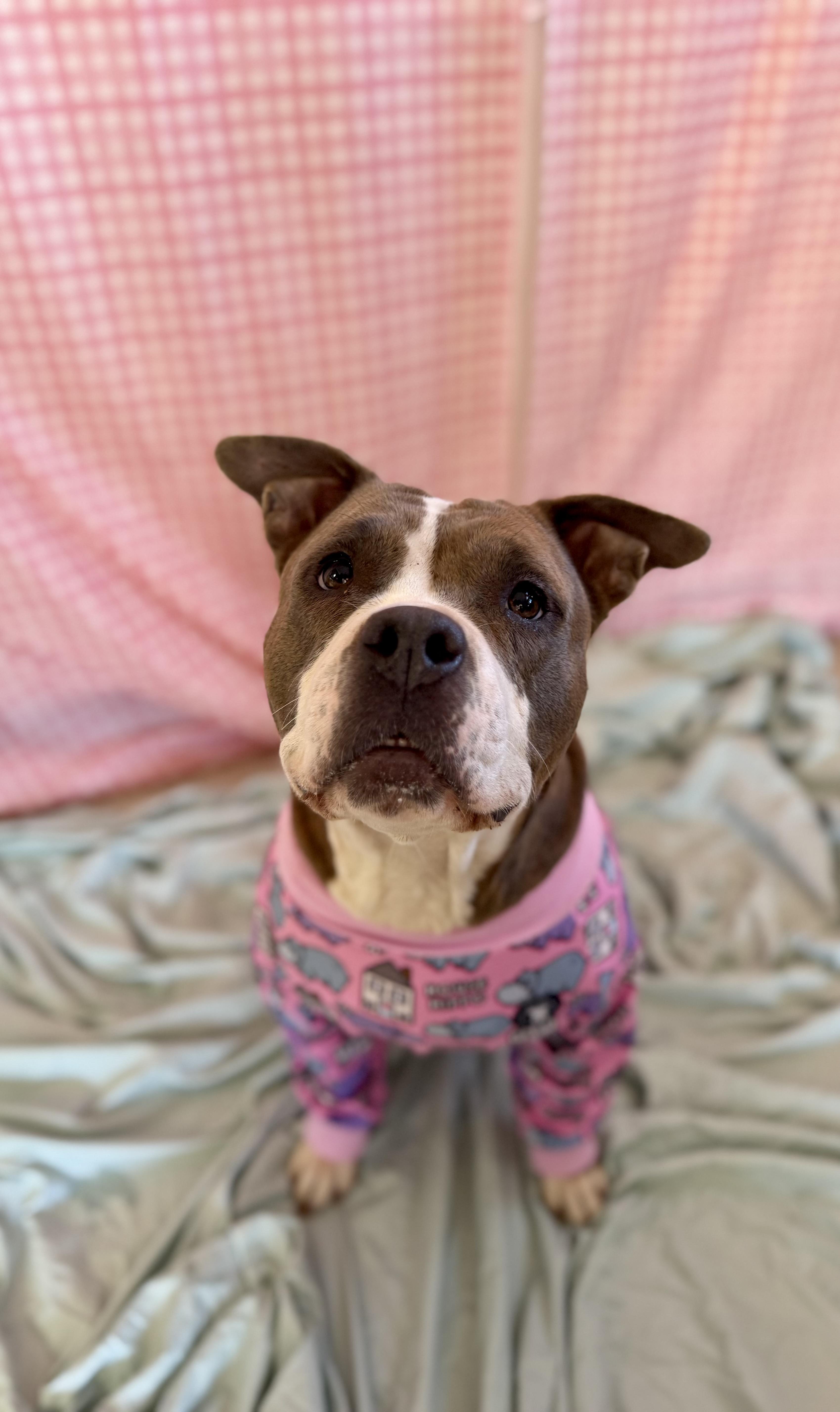 Enlarge Polly, a ADOPTABLE Mixed Breed in Chickasha, OK image 6/6