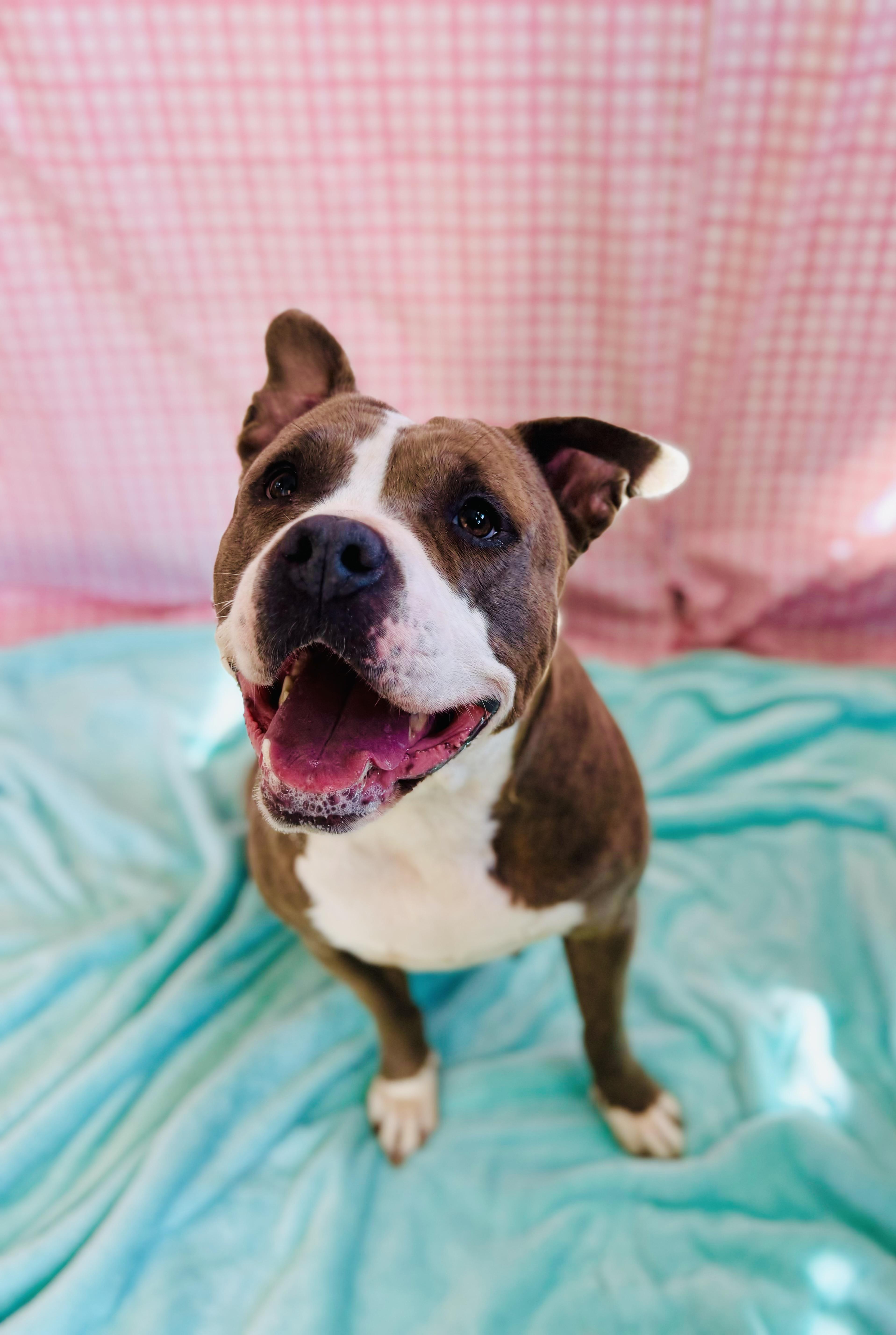Enlarge Polly, a ADOPTABLE Mixed Breed in Chickasha, OK image 3/3