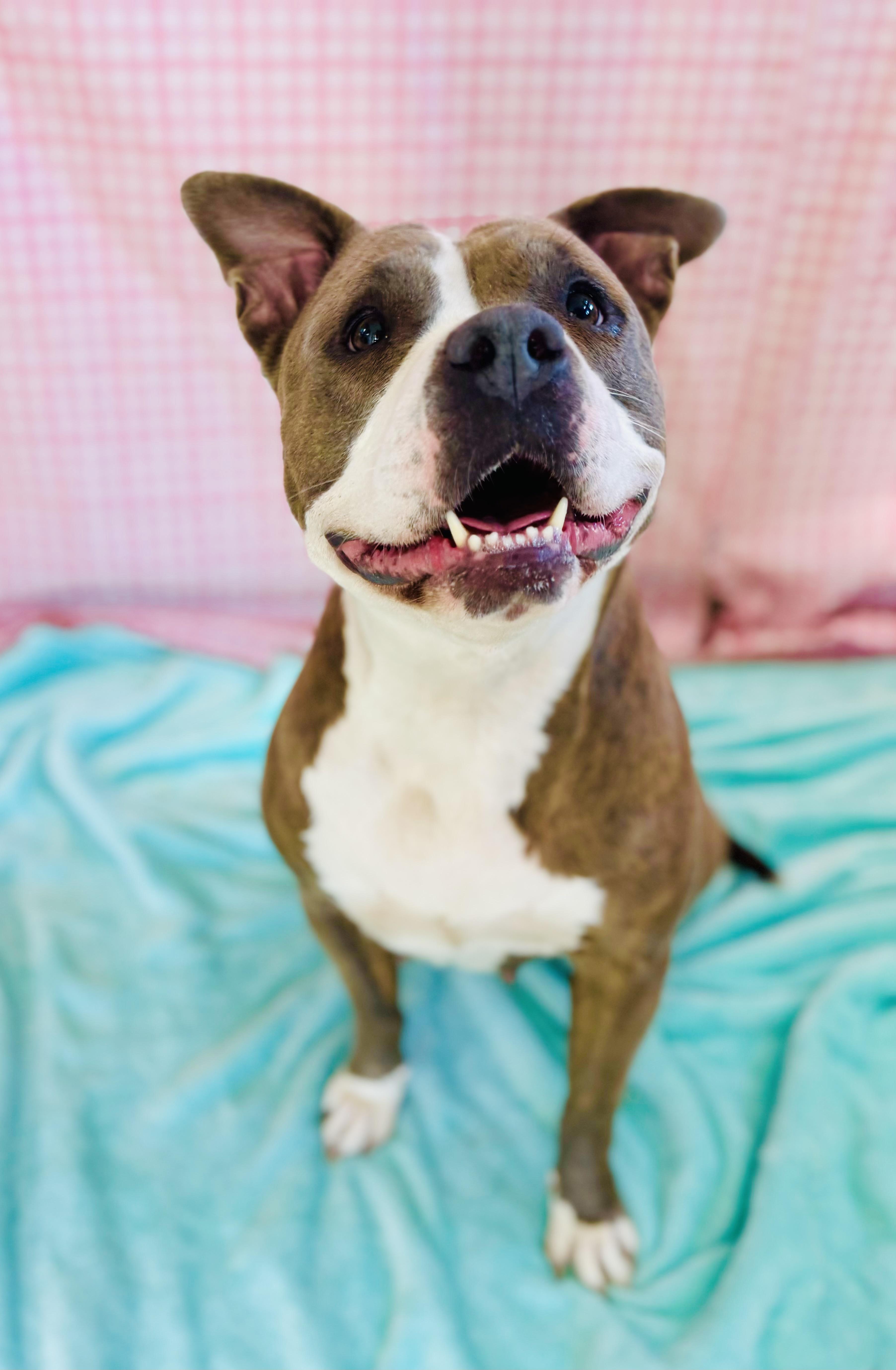 Enlarge Polly, a ADOPTABLE Mixed Breed in Chickasha, OK image 1/3