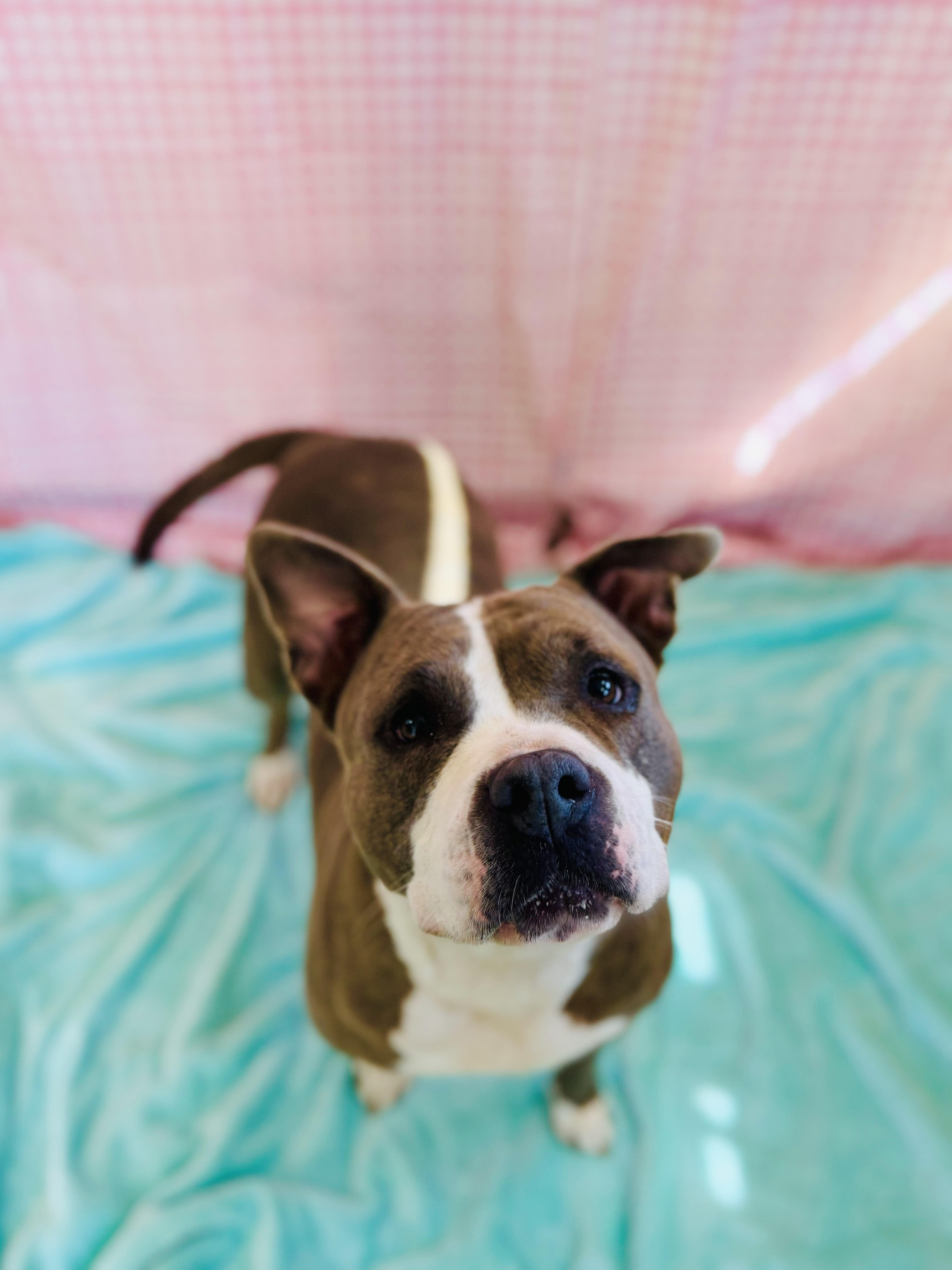 Enlarge Polly, a ADOPTABLE Mixed Breed in Chickasha, OK image 2/3