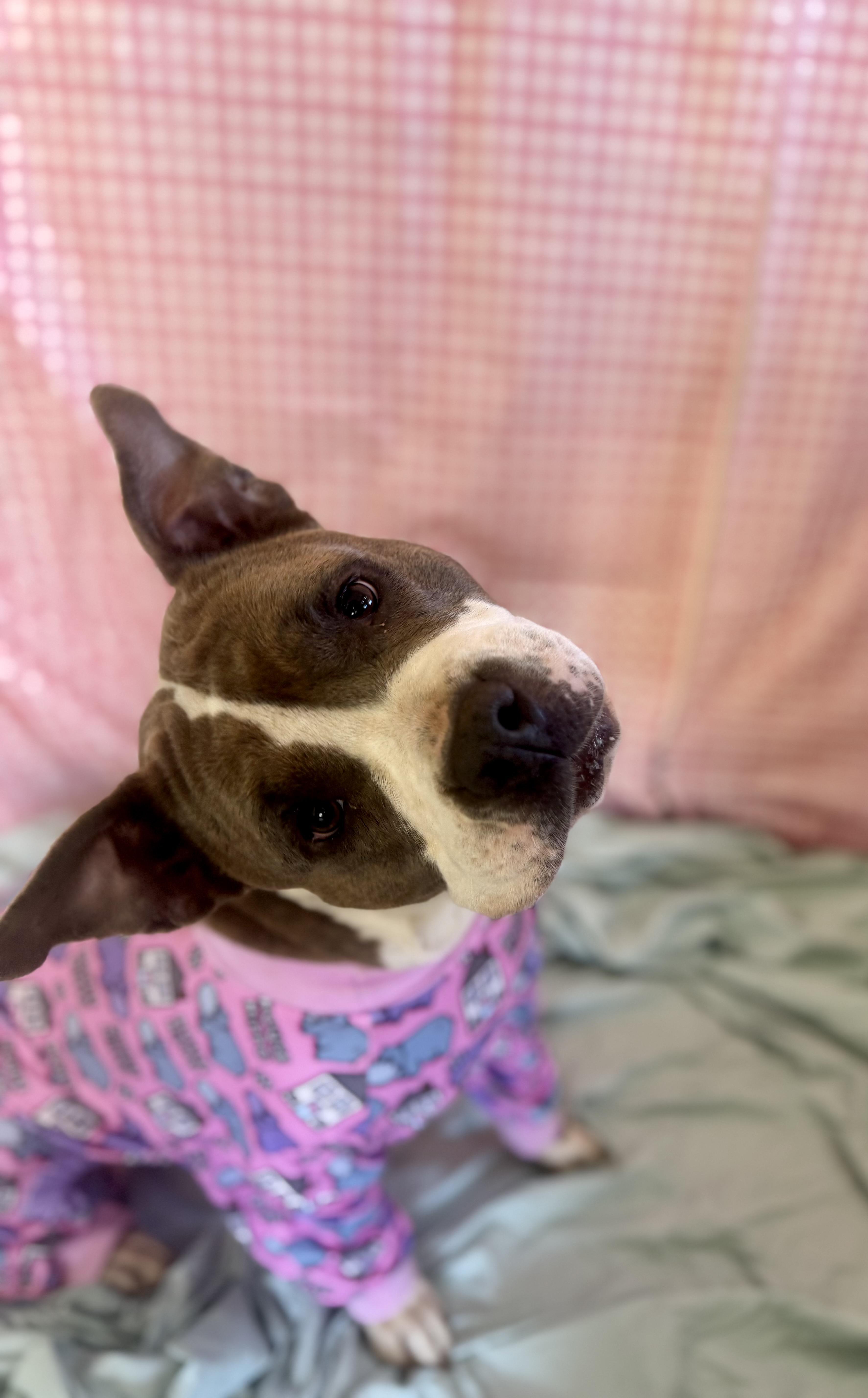 Enlarge Polly, a ADOPTABLE Mixed Breed in Chickasha, OK image 2/6