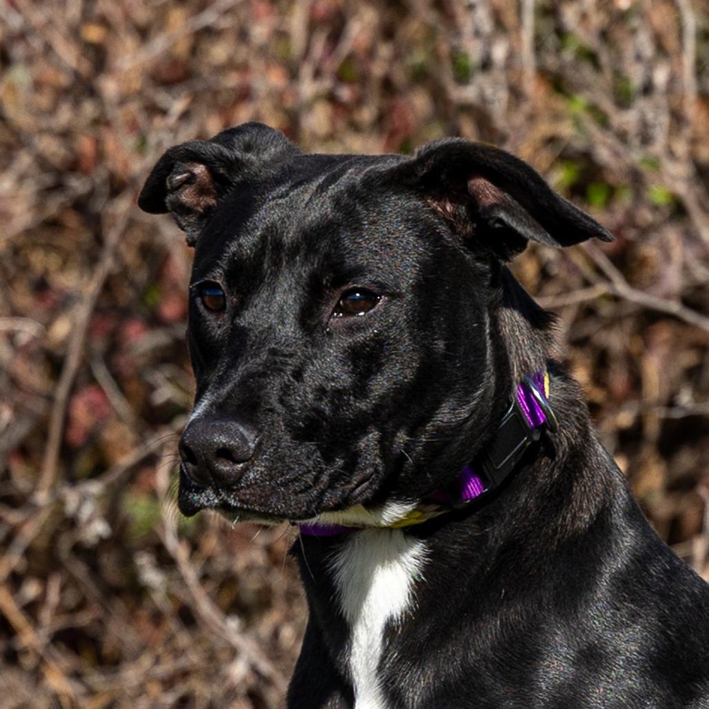 Enlarge Shadow, a Adoptable mixed breed in Council Bluffs, IA image 1/3