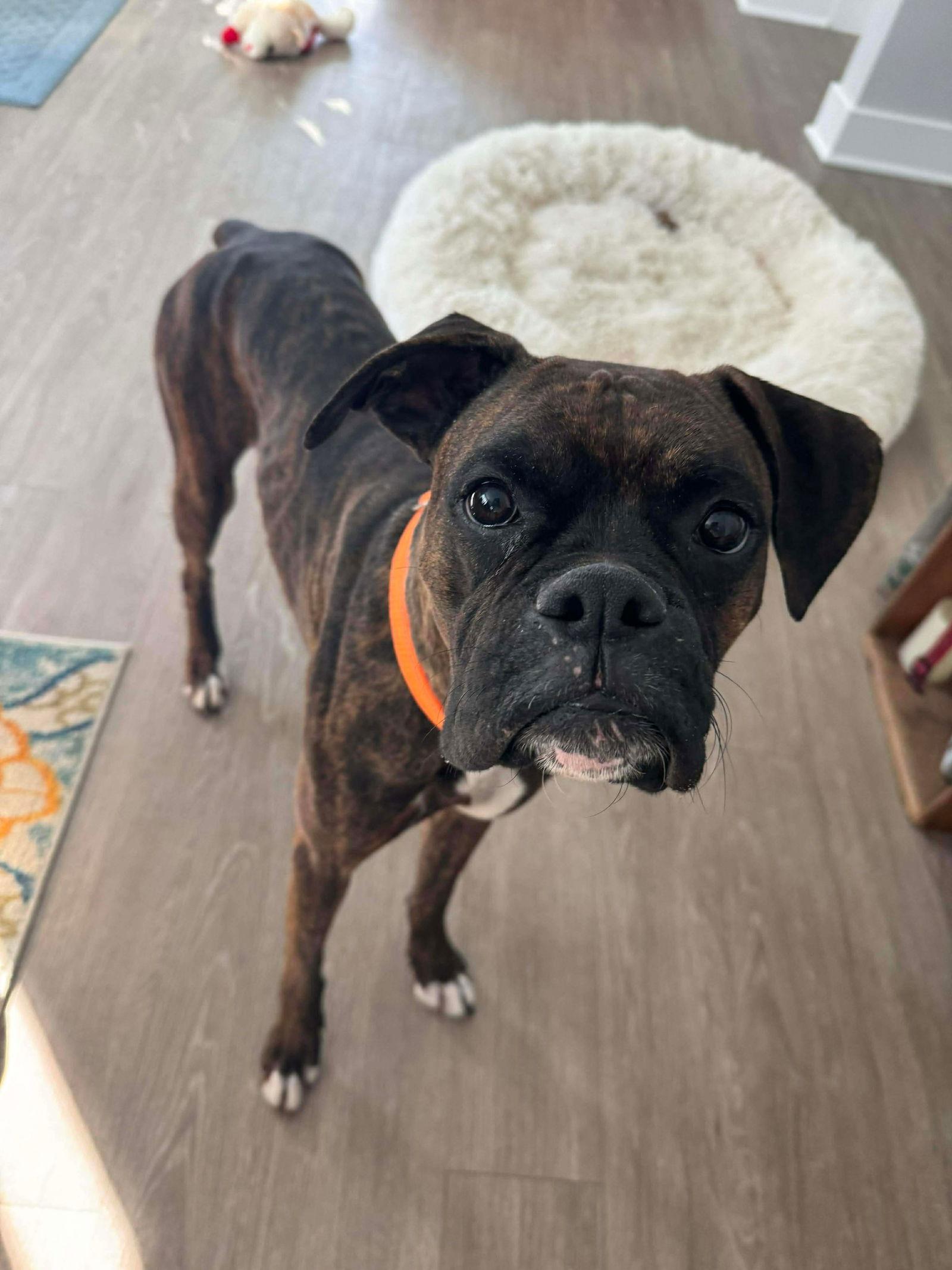 Little Girl (Lil), Adoptable, Adult Female Boxer.