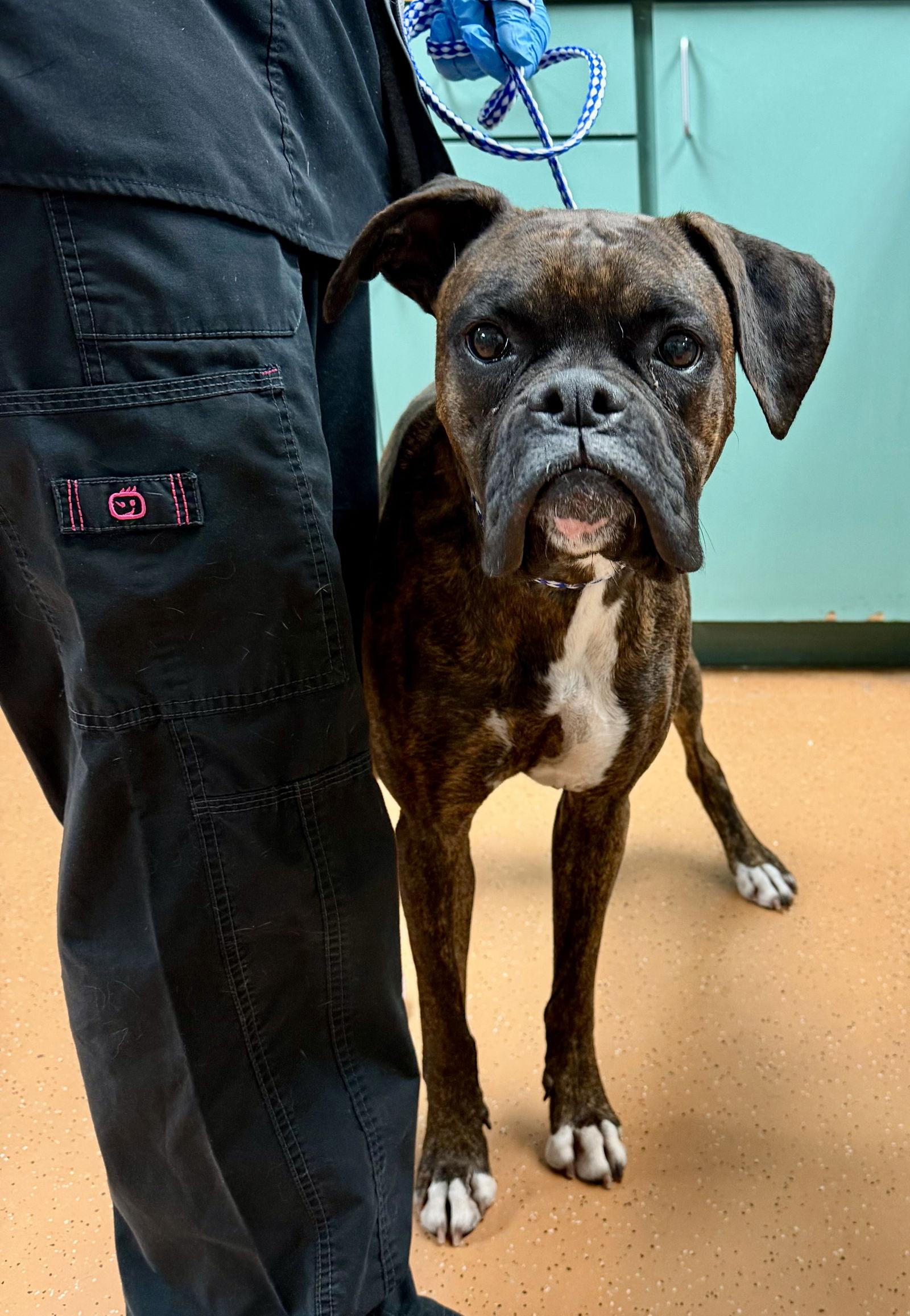 Enlarge Little Girl (Lil), a Adoptable Boxer in Monticello, NY image 2/3