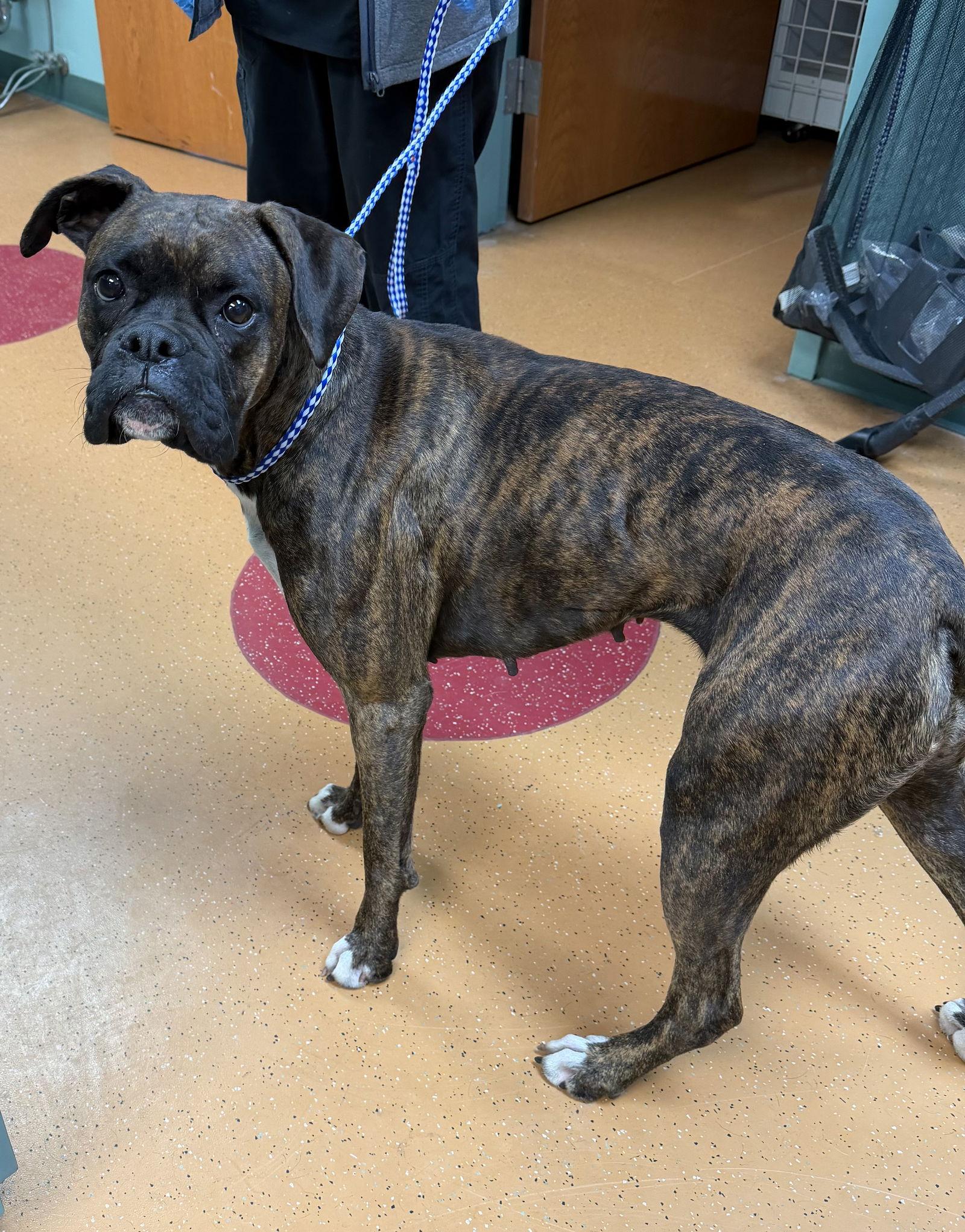Enlarge Little Girl (Lil), a Adoptable Boxer in Monticello, NY image 3/3