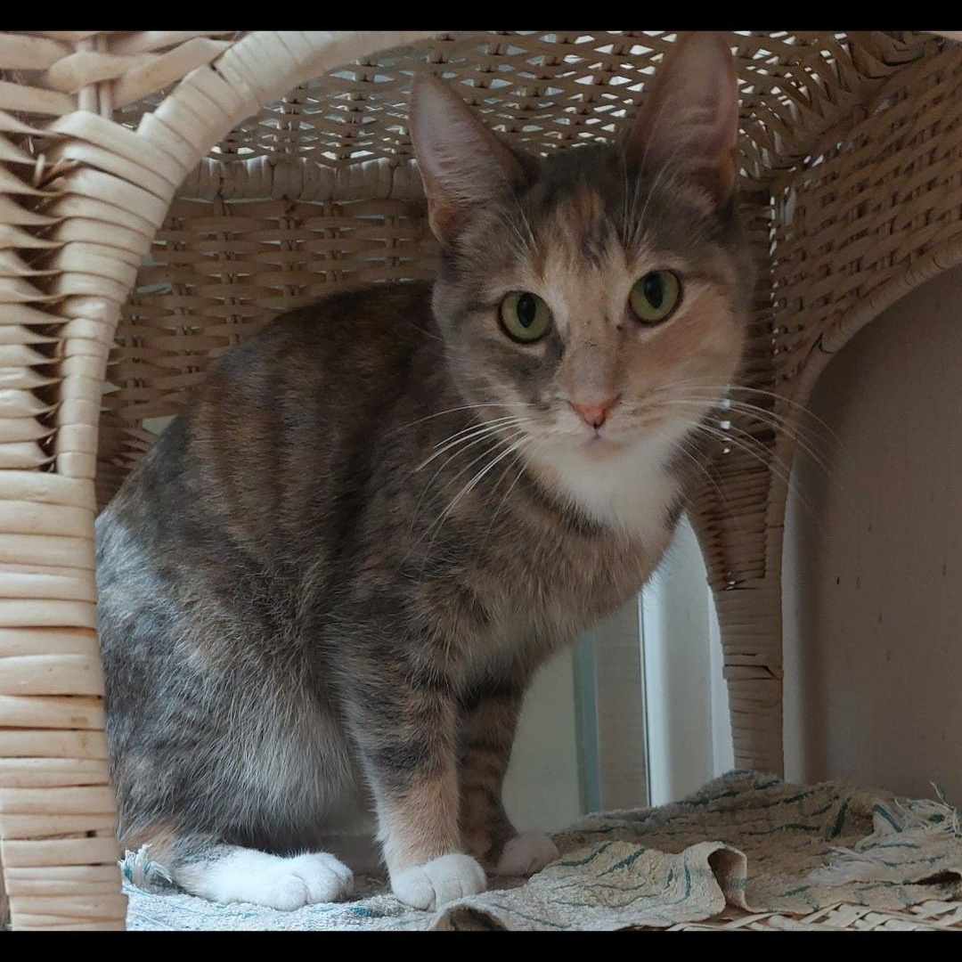 Hazel, Adopted, Adult Female Dilute Tortoiseshell.