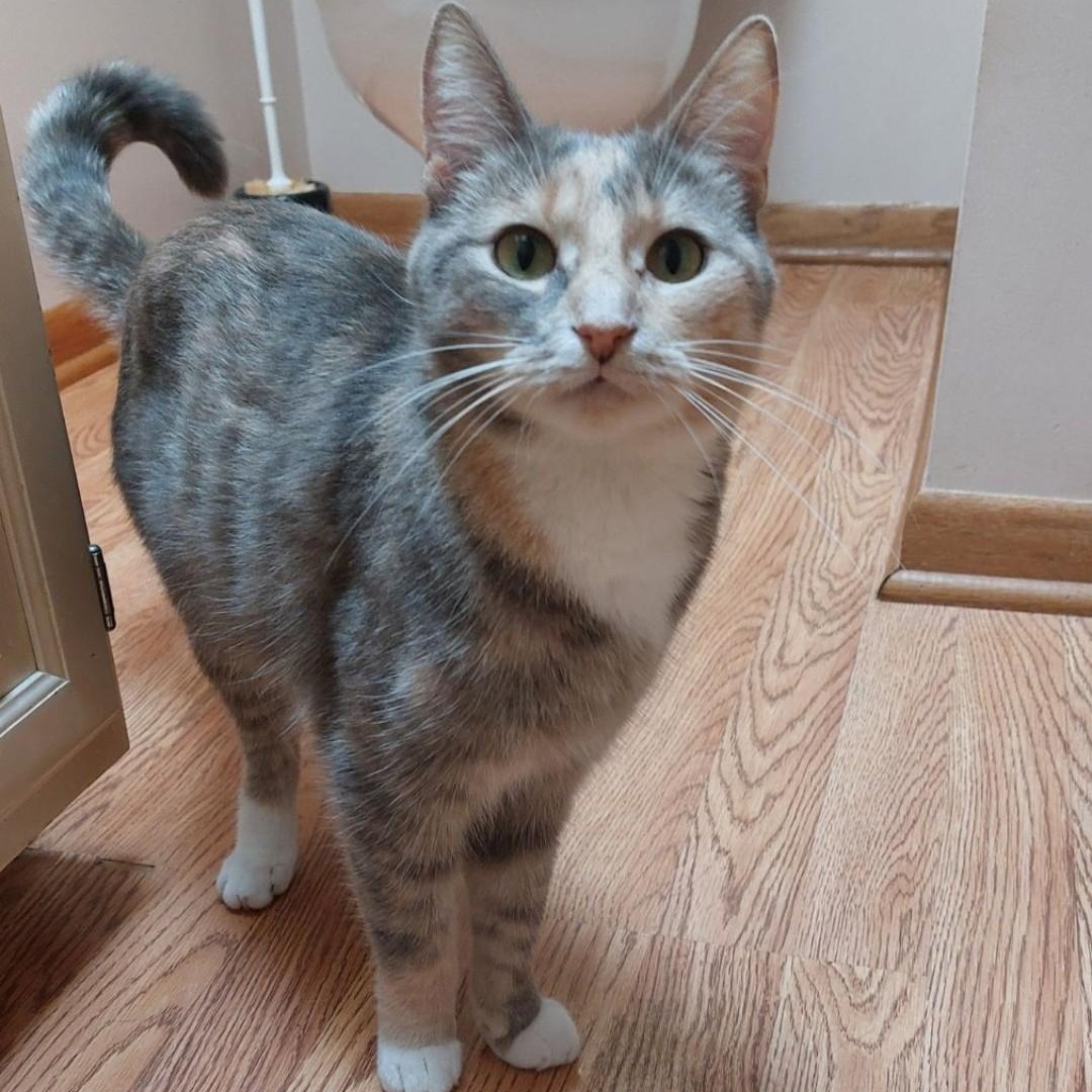 Hazel, a Adopted Dilute Tortoiseshell in Allegan, MI image 2/2