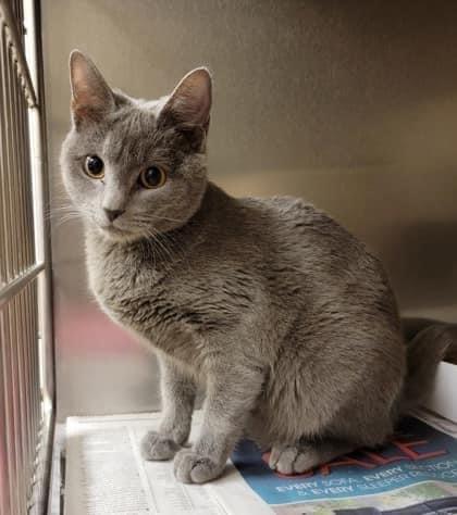 Mochi, Adoptable, Adult Female Russian Blue.