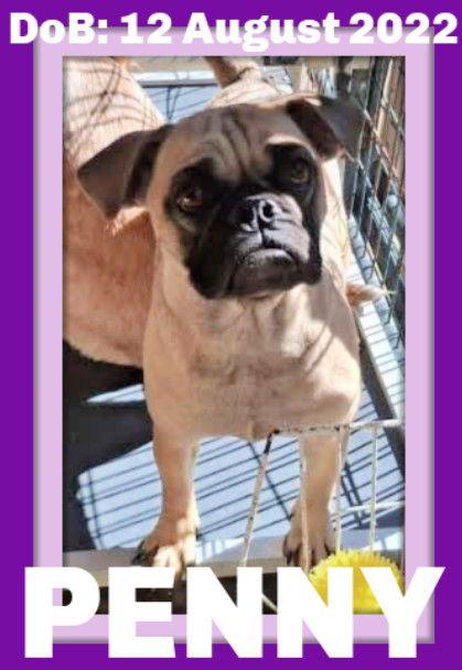 PENNY, Adopted, Adult Female Pug.