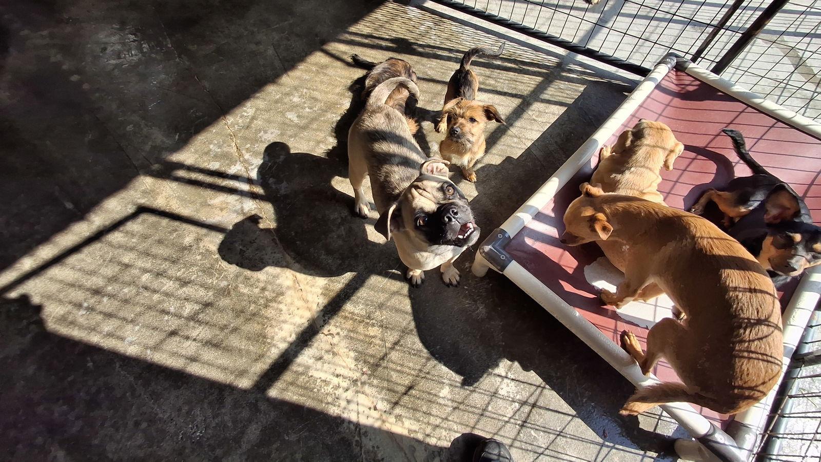 Enlarge PENNY, a Adopted Pug in Sebec, ME image 2/3