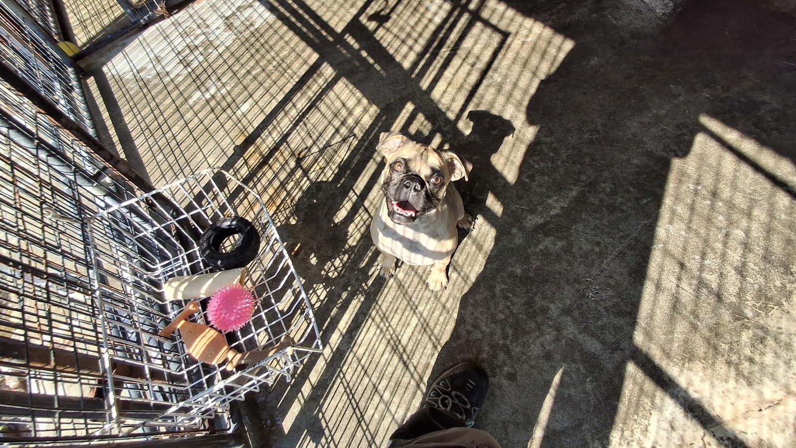 Enlarge PENNY, a Adopted Pug in Sebec, ME image 3/3