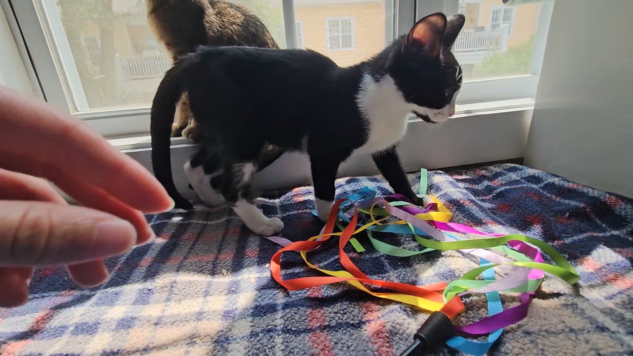 Enlarge Robin, a Adoptable Tuxedo in Wilmington, NC video 5/6