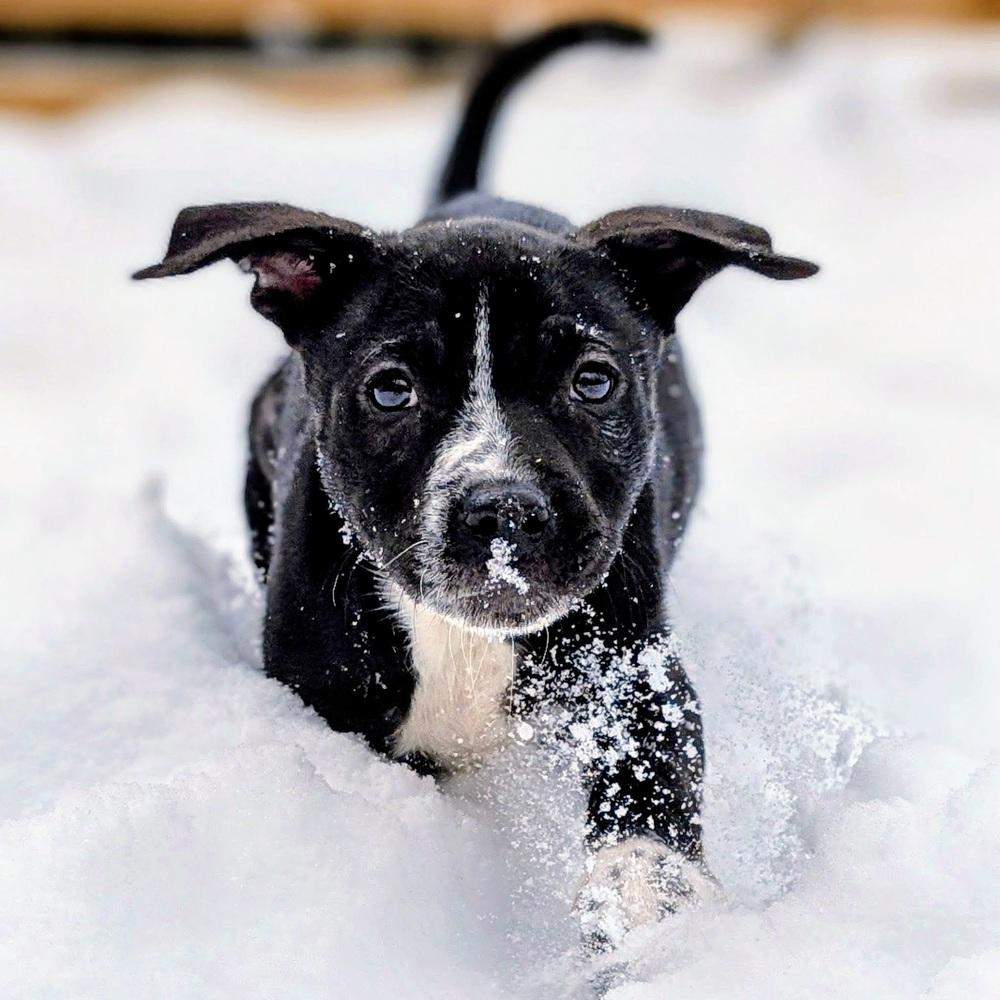 Aelin, Adoptable, Puppy Female Mixed Breed.