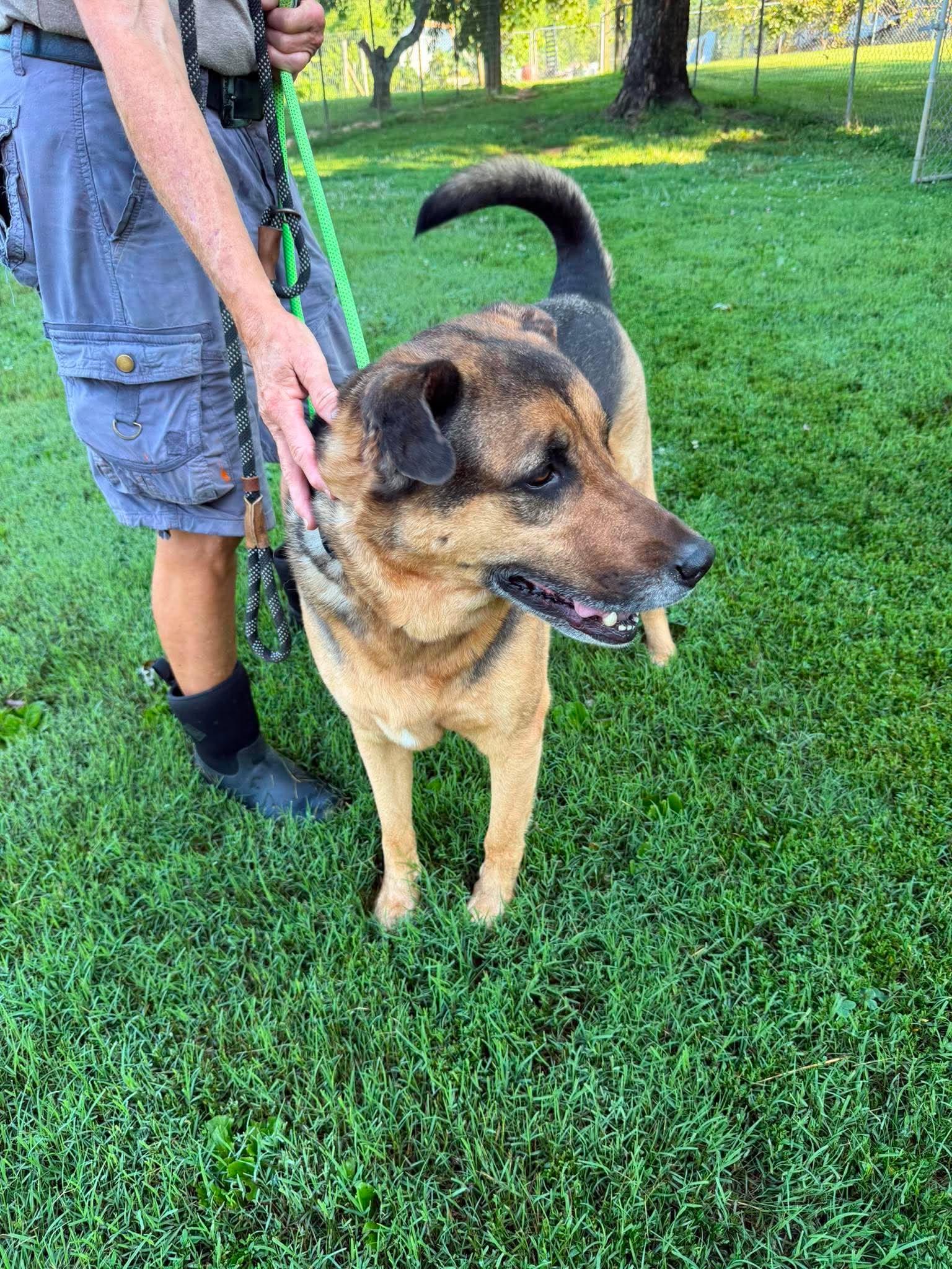 Harley, an adoptable mixed breed in Nashua, NH image 2/6
