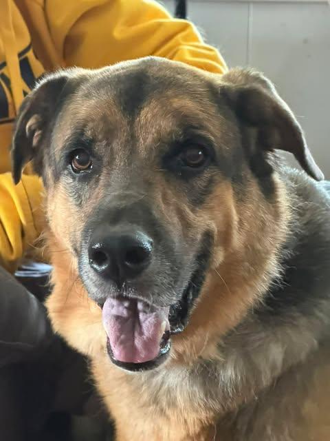 Harley, adoptable, Adult Female German Shepherd Dog & Hound.
