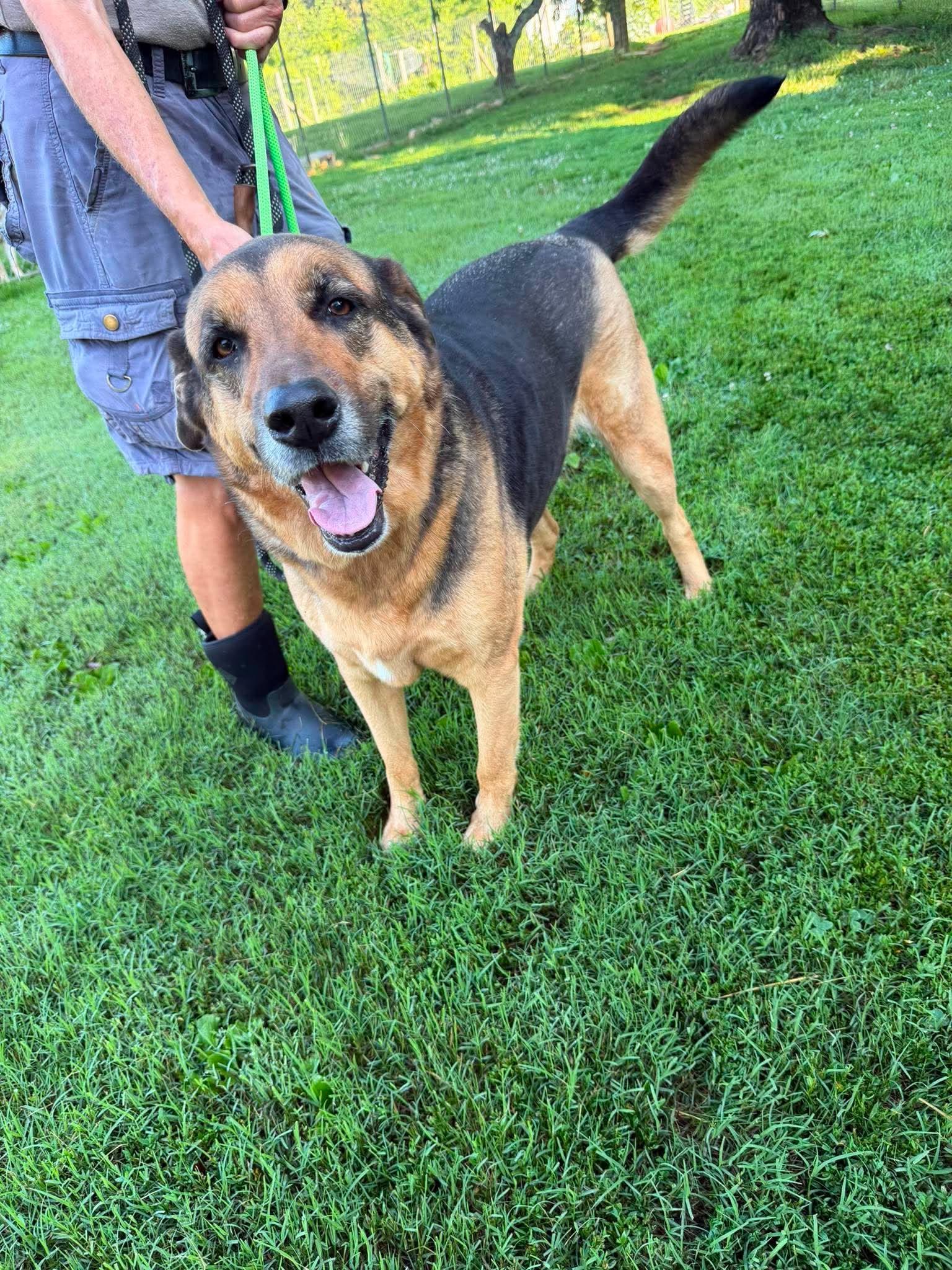 Harley, an adoptable mixed breed in Nashua, NH image 1/6
