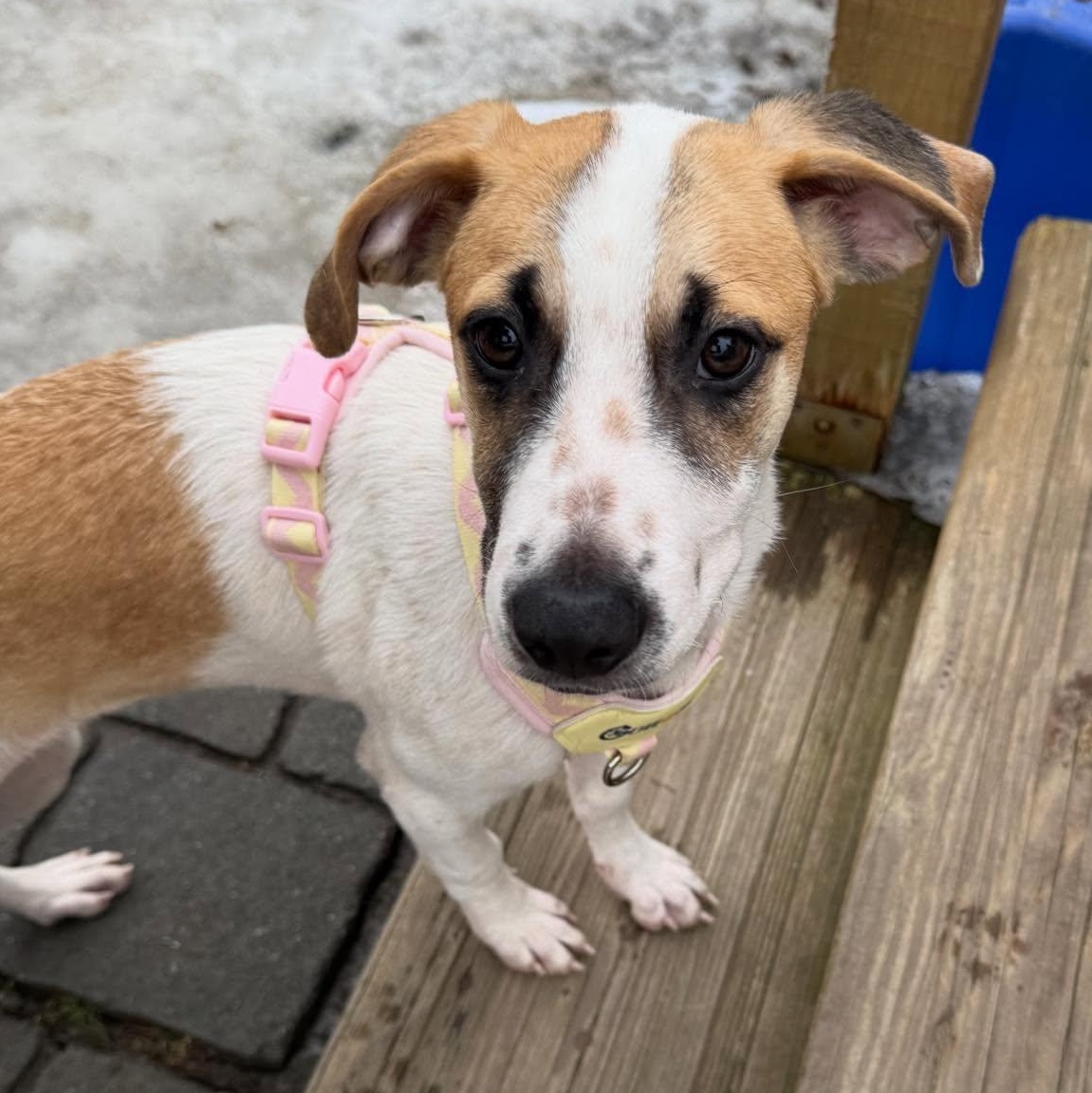 Enlarge Abby, a ADOPTABLE mixed breed in Pawtucket, RI image 1/4