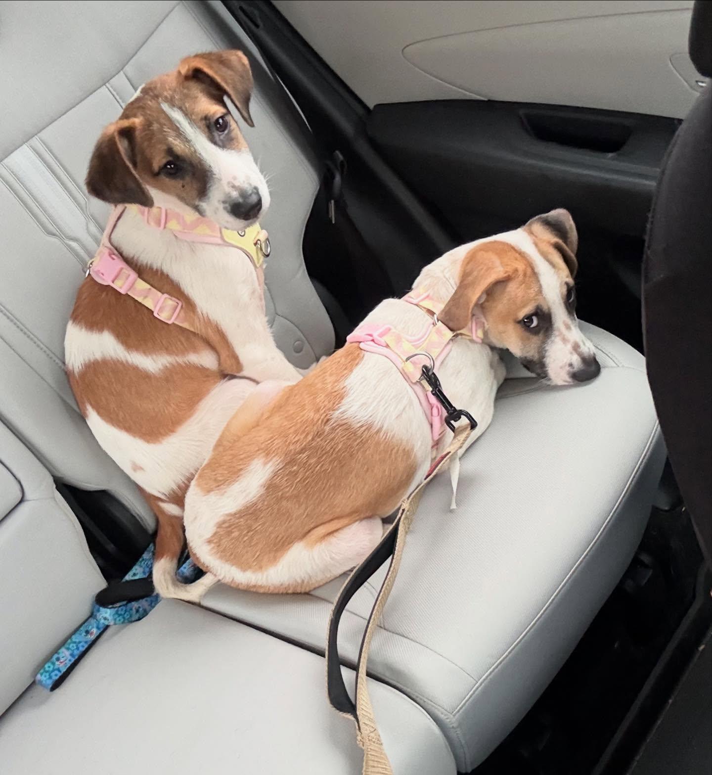 Enlarge Abby, a ADOPTABLE mixed breed in Pawtucket, RI image 4/4