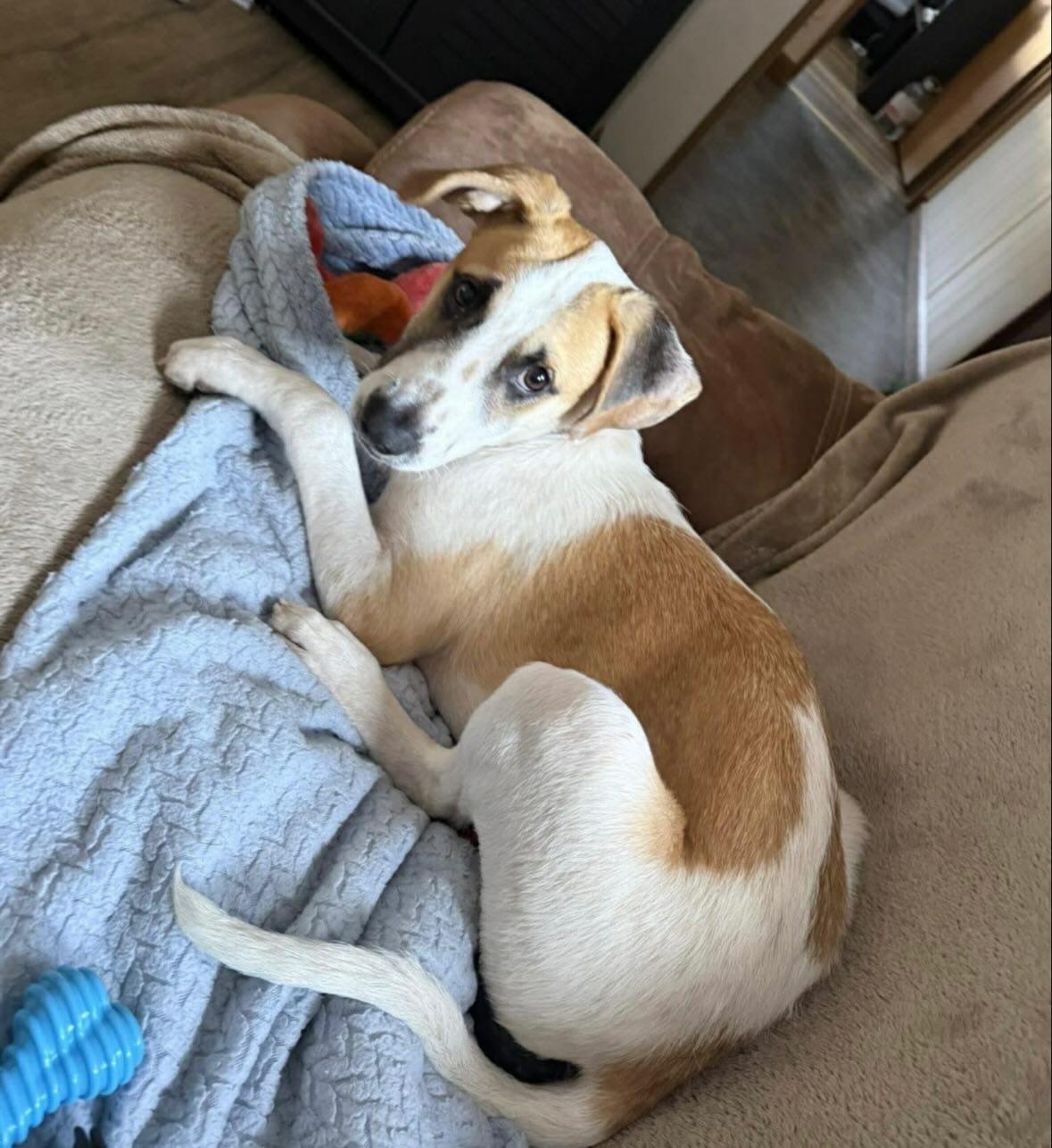 Enlarge Abby, a ADOPTABLE mixed breed in Pawtucket, RI image 3/4